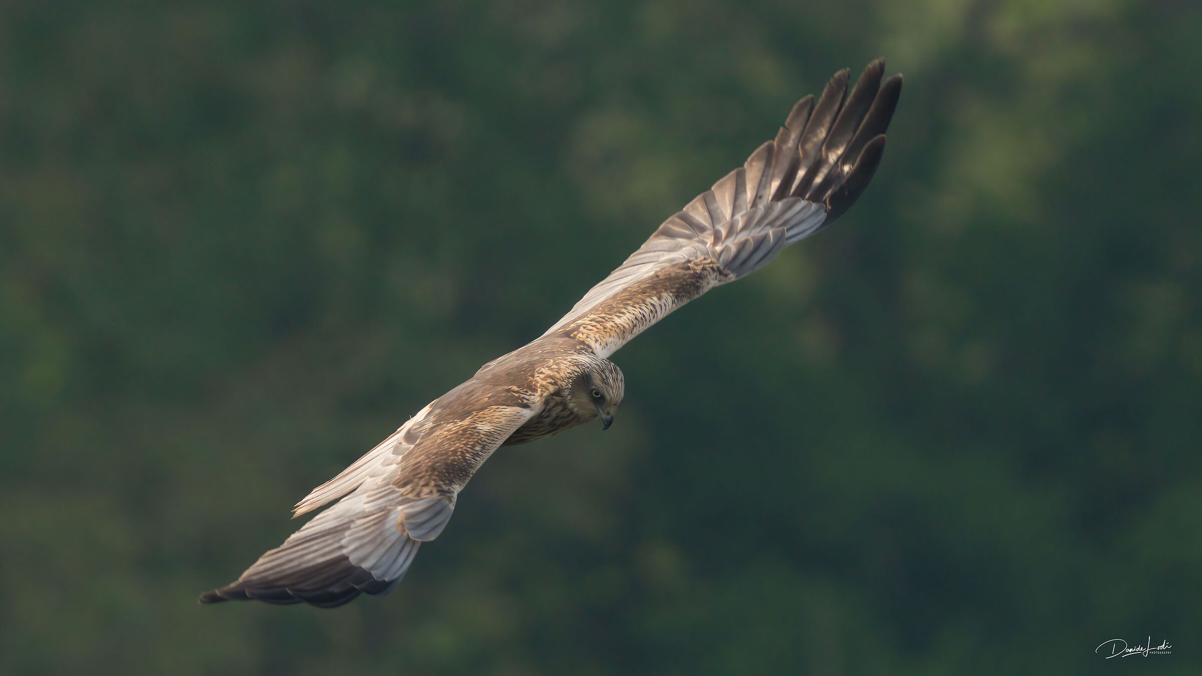 Marsh Harrier