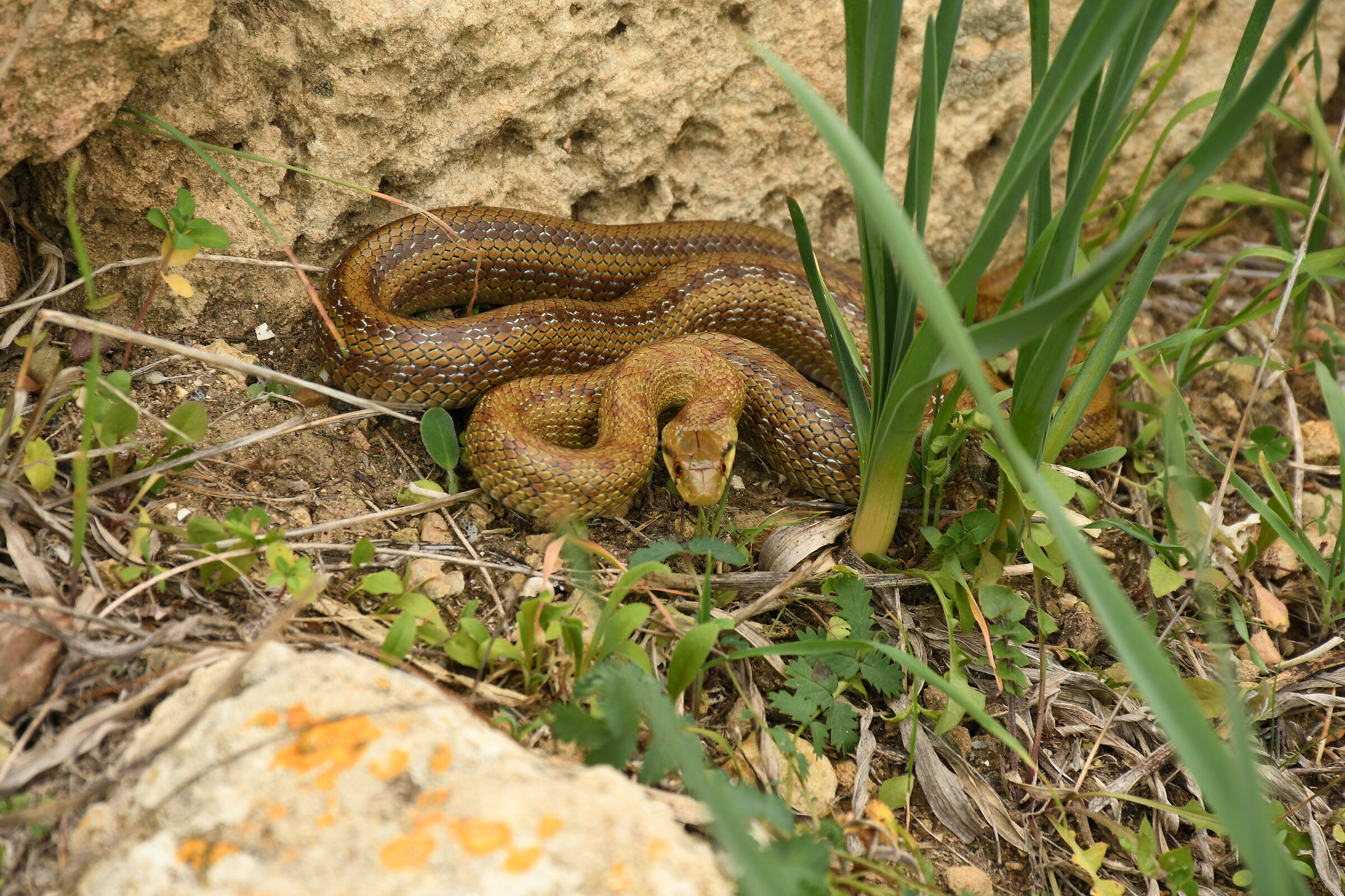 Colubro di Esculapio