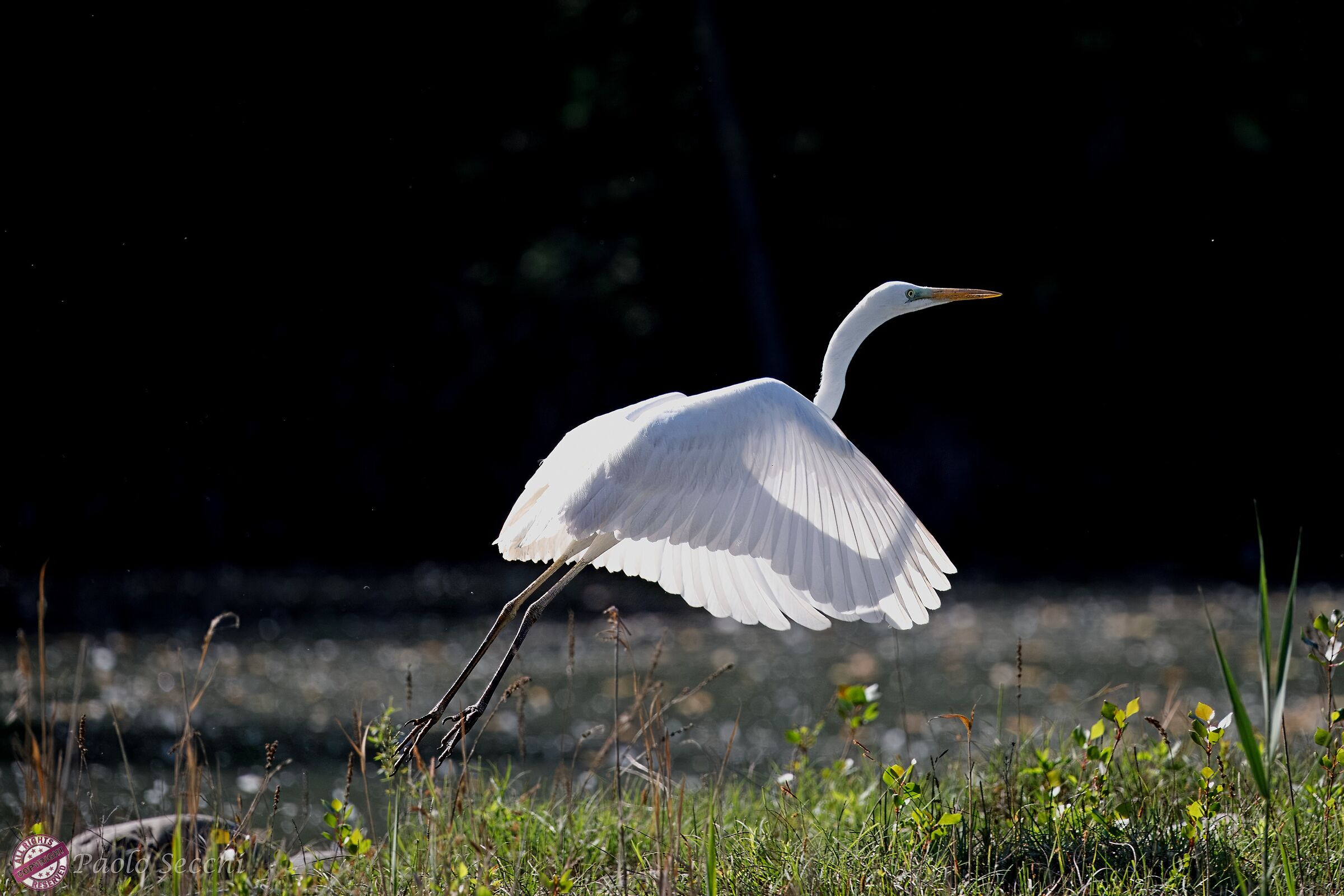 Backlight with ..."X-ray"