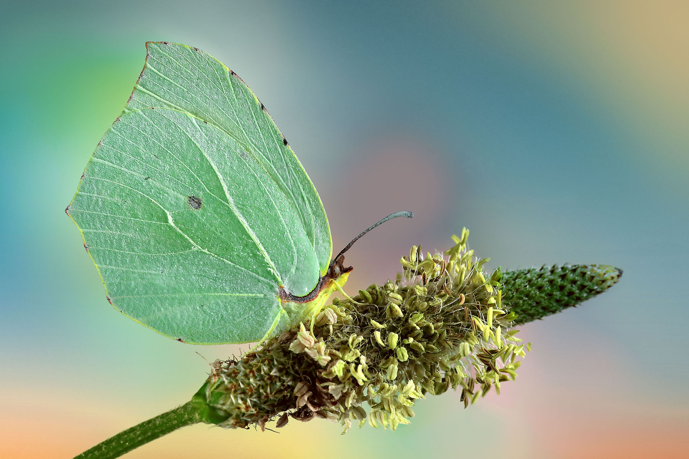 Gonepteryx cleopatra