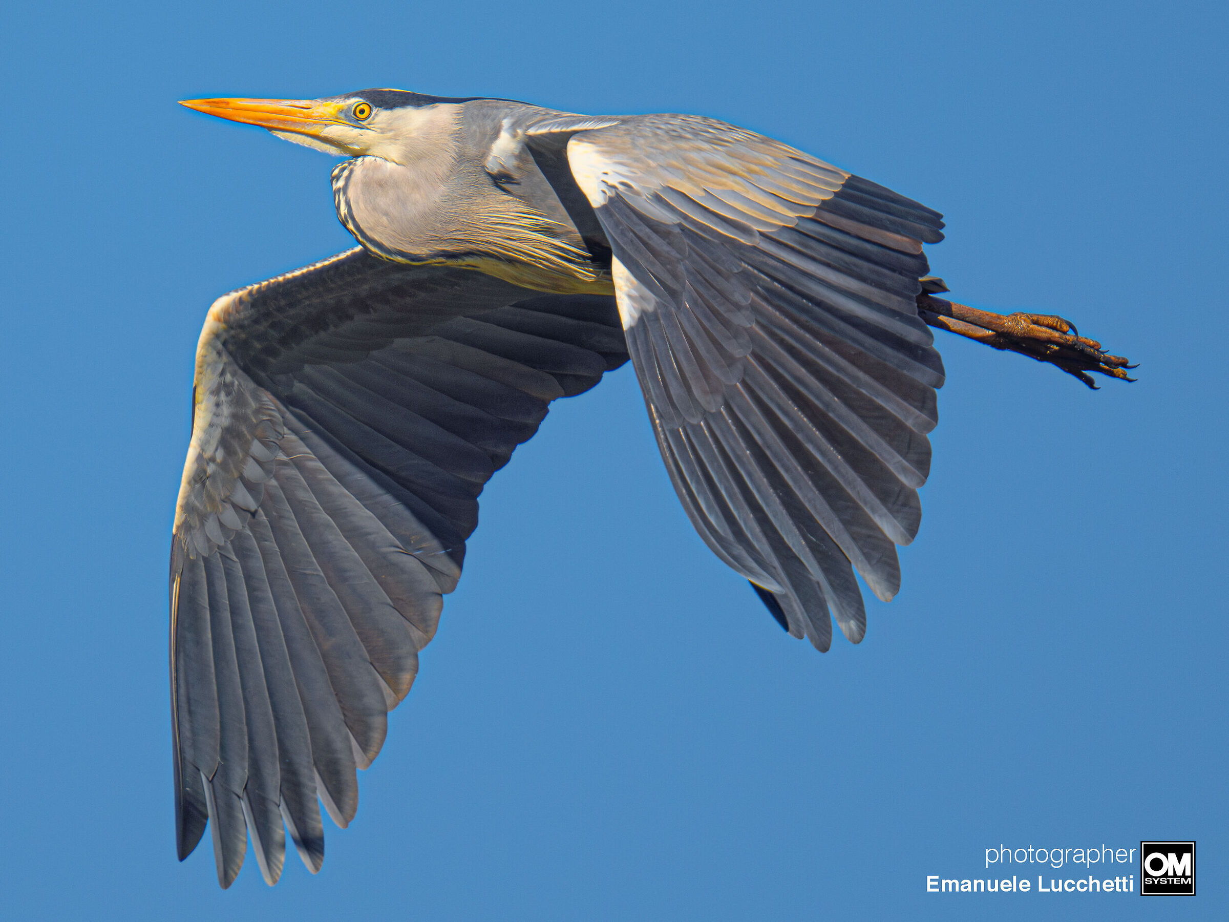 Grey heron
