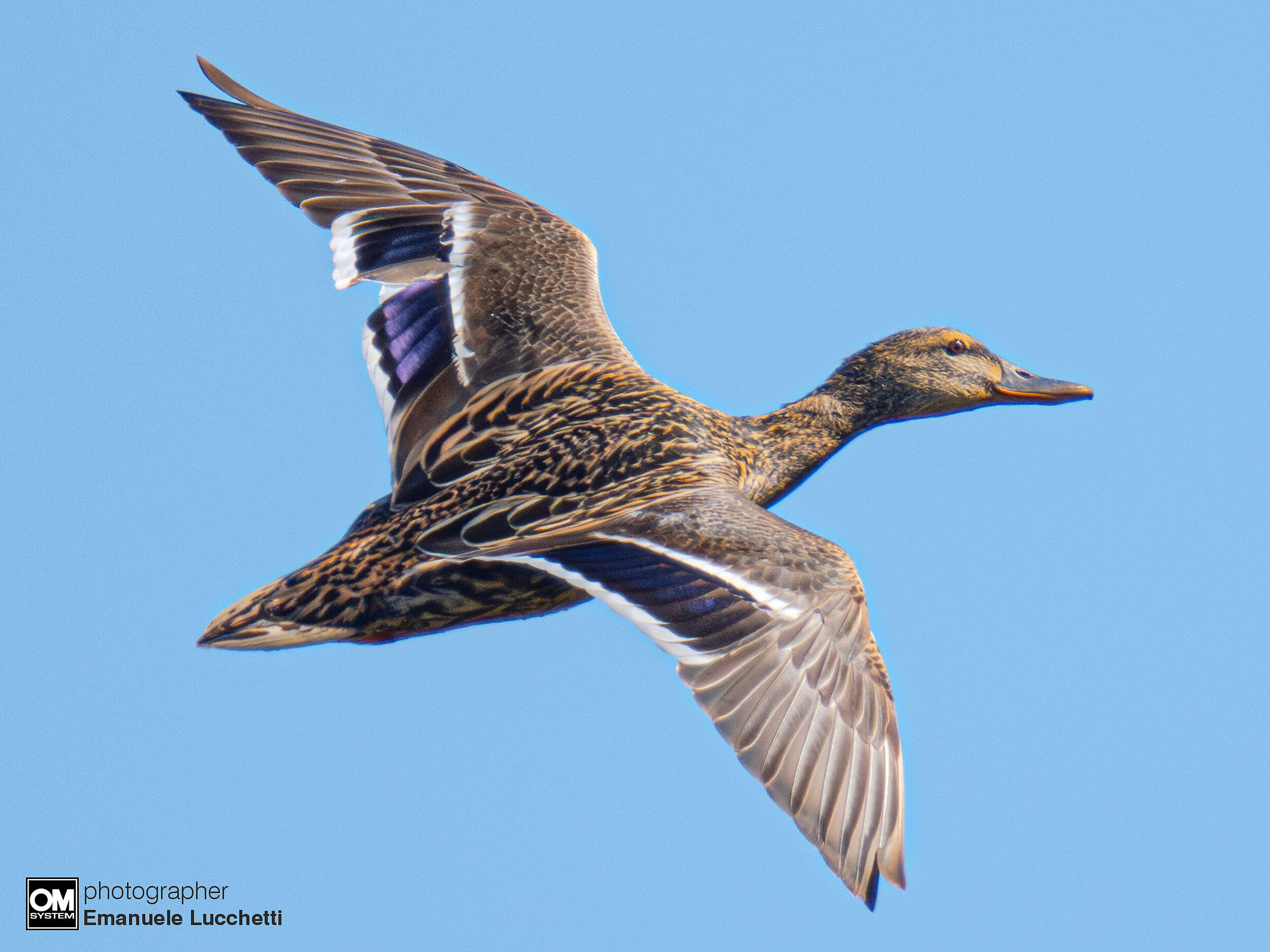 Mallard (f)