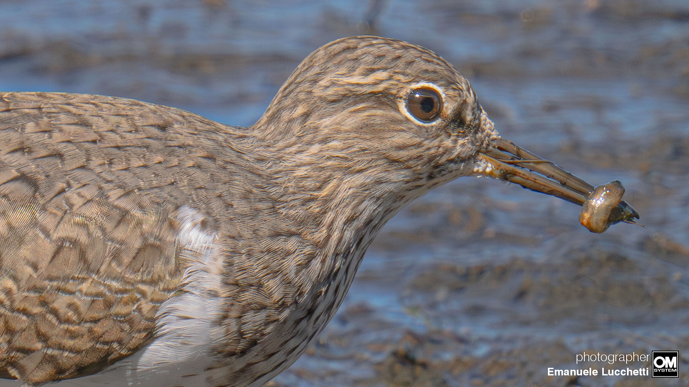 Common Sandpiper