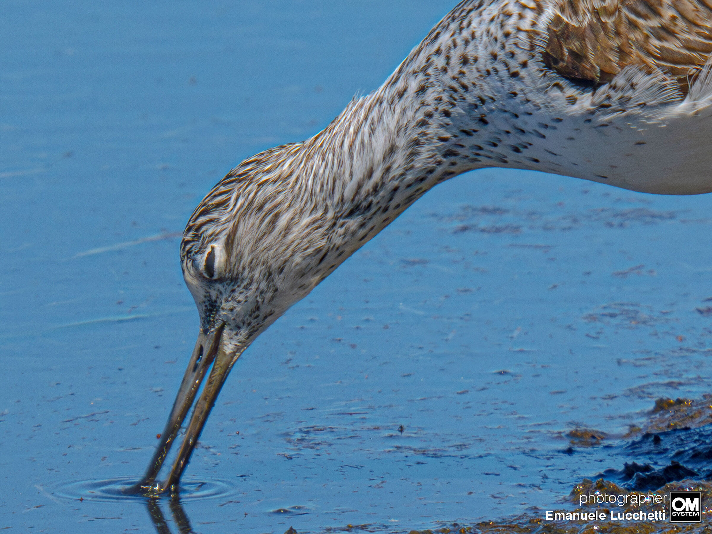 Greenshank