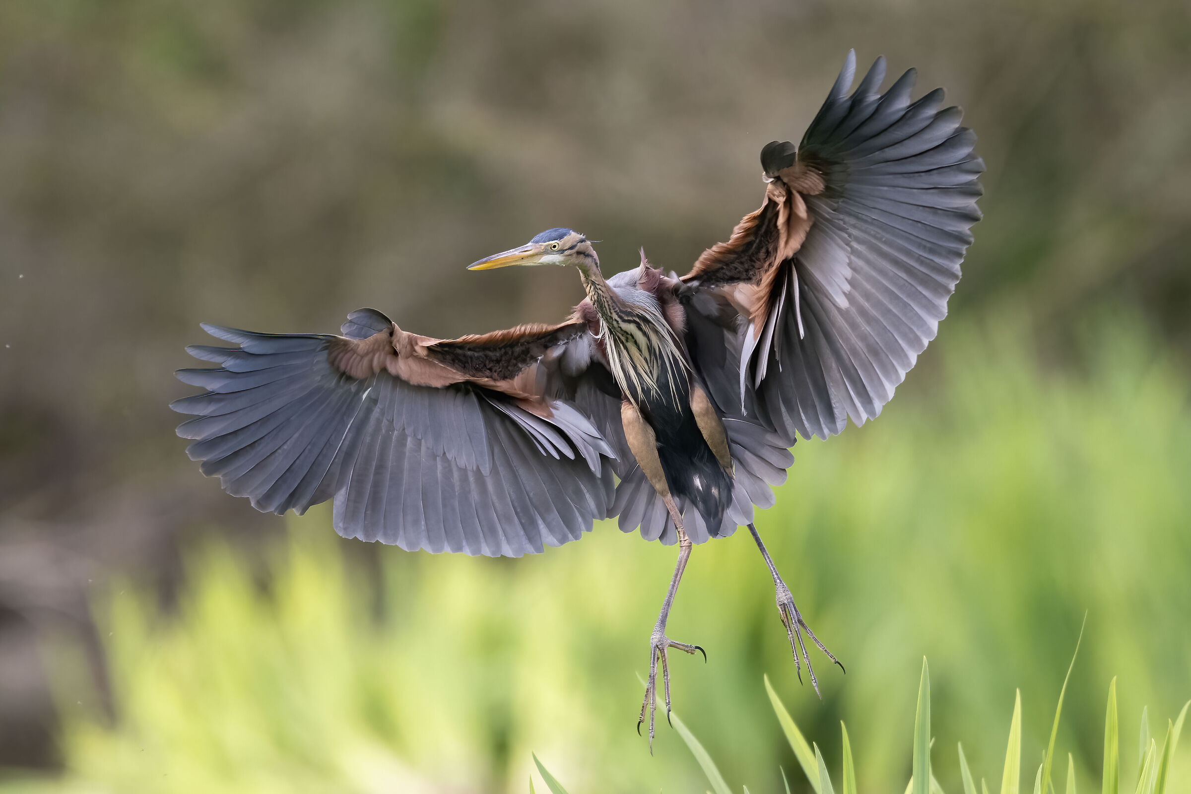 Airone rosso in arrivo