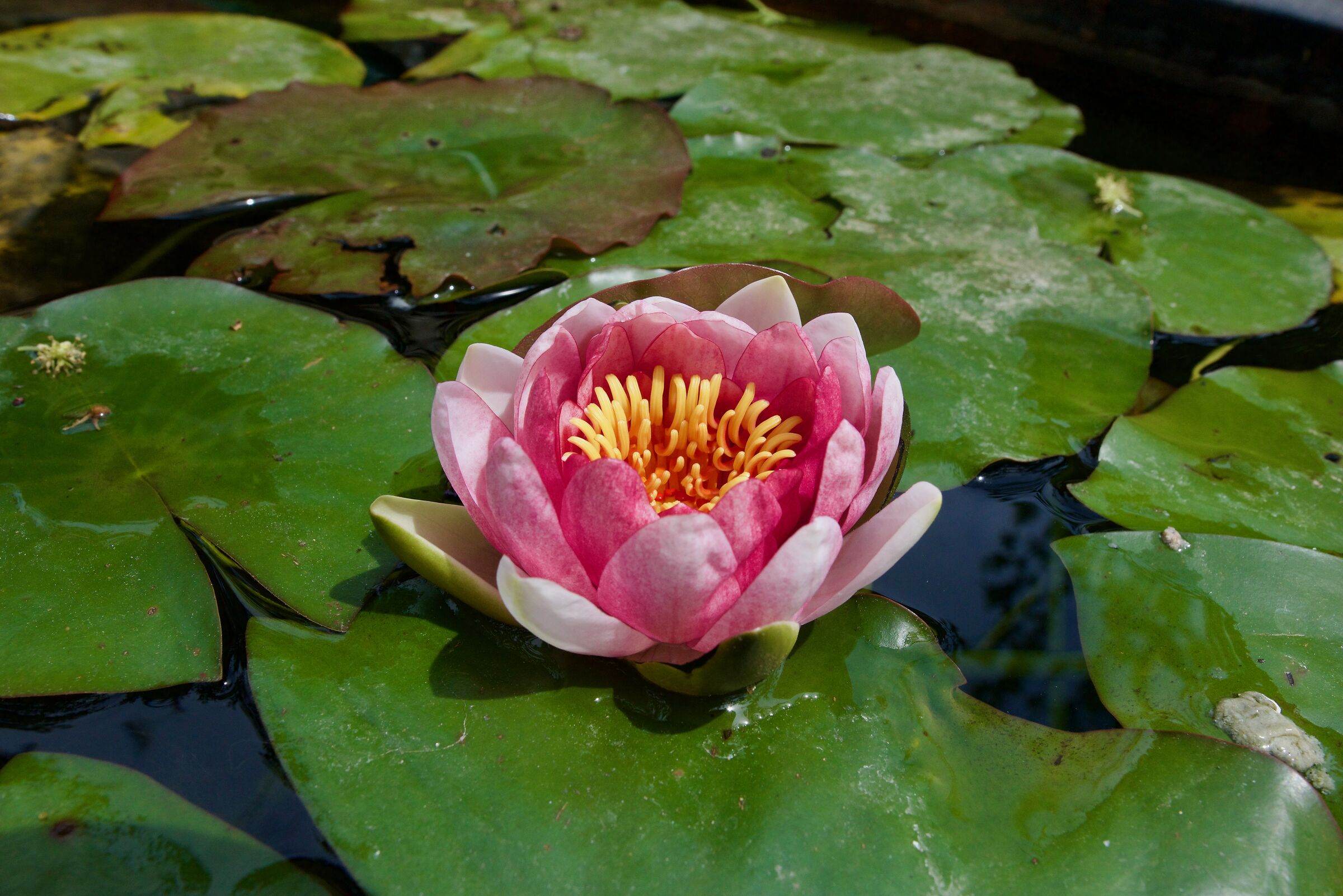 WATER LILY