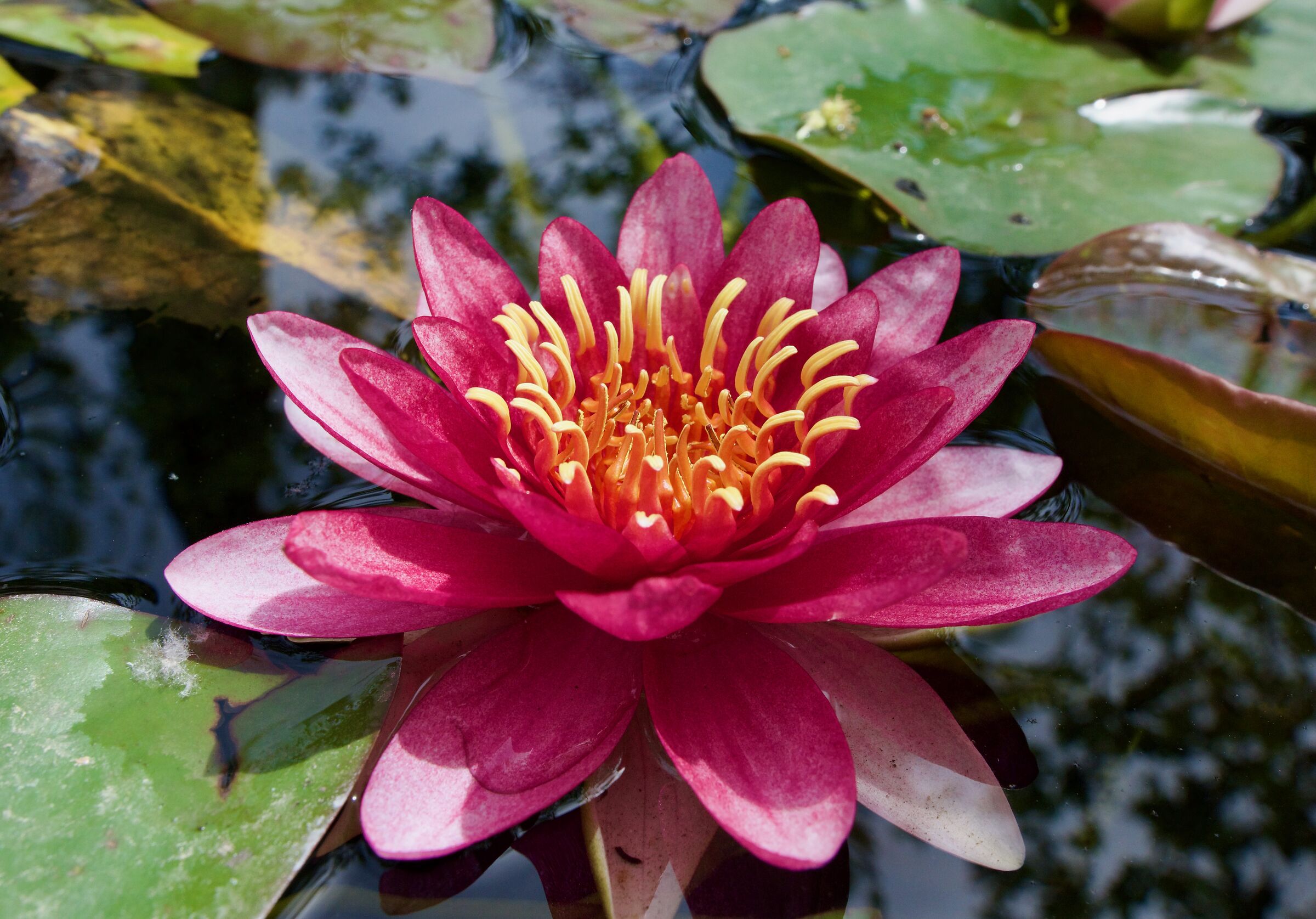 WATER LILY