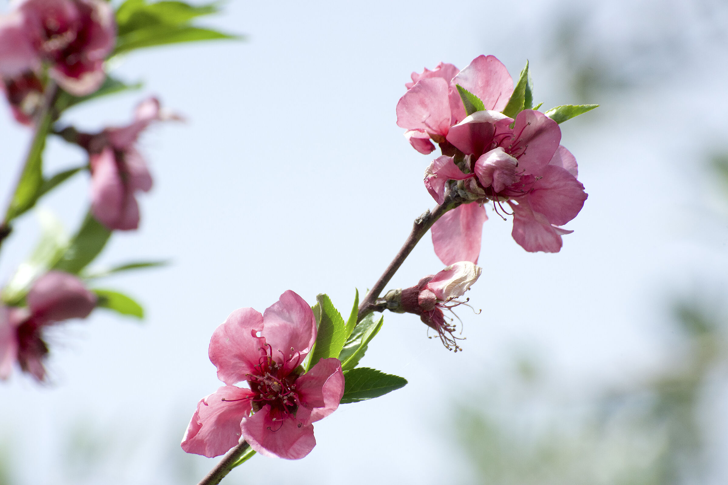 PEACH BLOSSOM