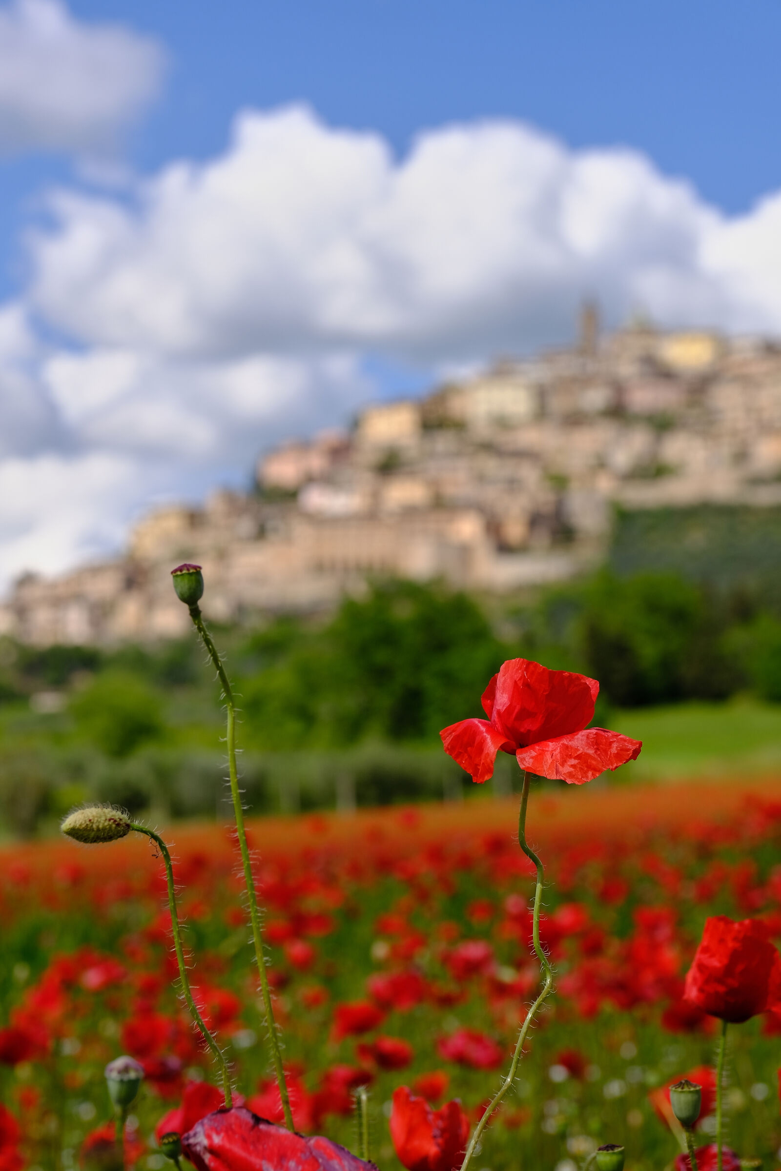 Rosso si colorava
