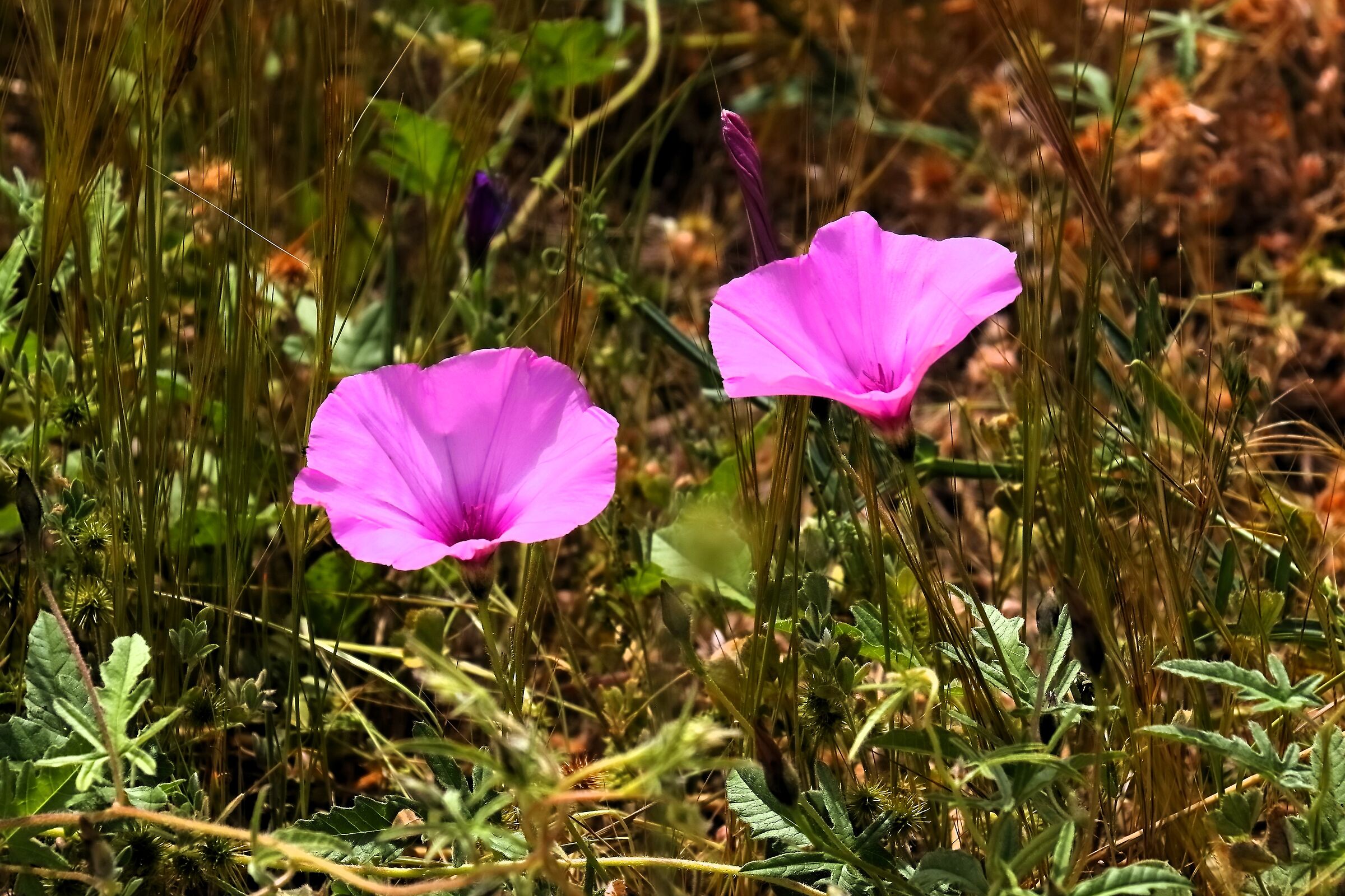 Syracuse SR 14-04-2024 - 0095