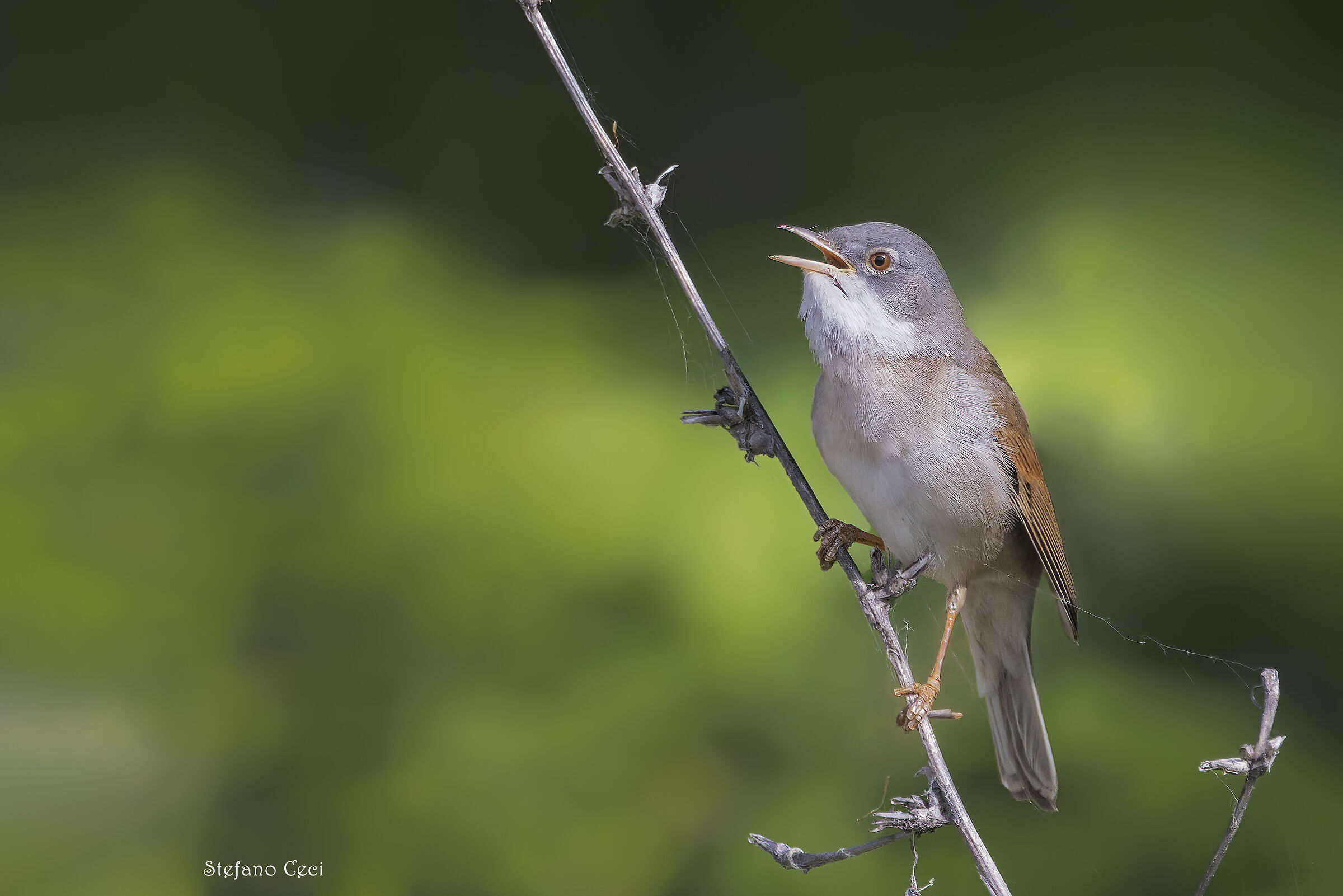 Whitethroat