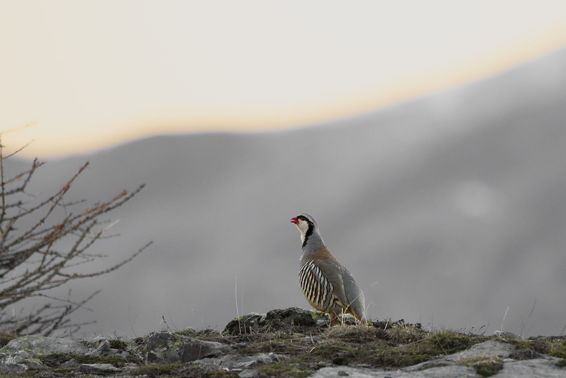 "Cantando al nuovo giorno" Coturnice alpina.