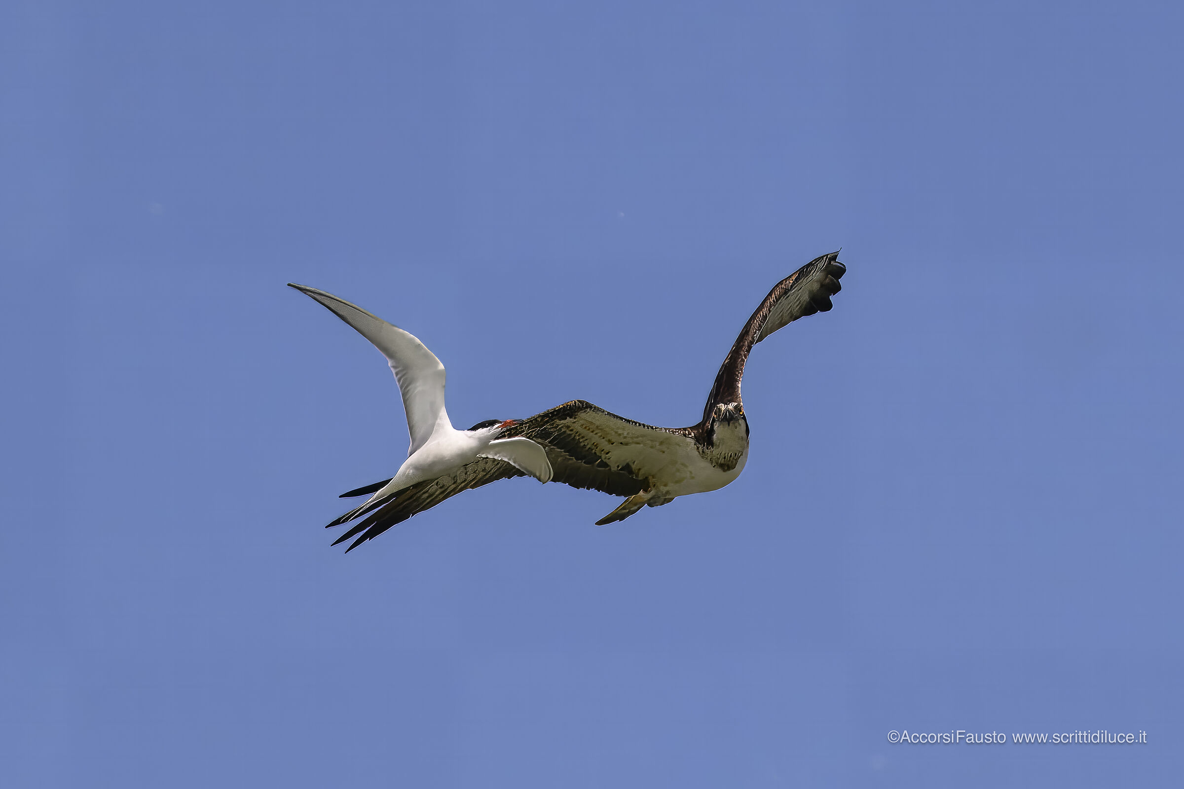 Falco pescatore