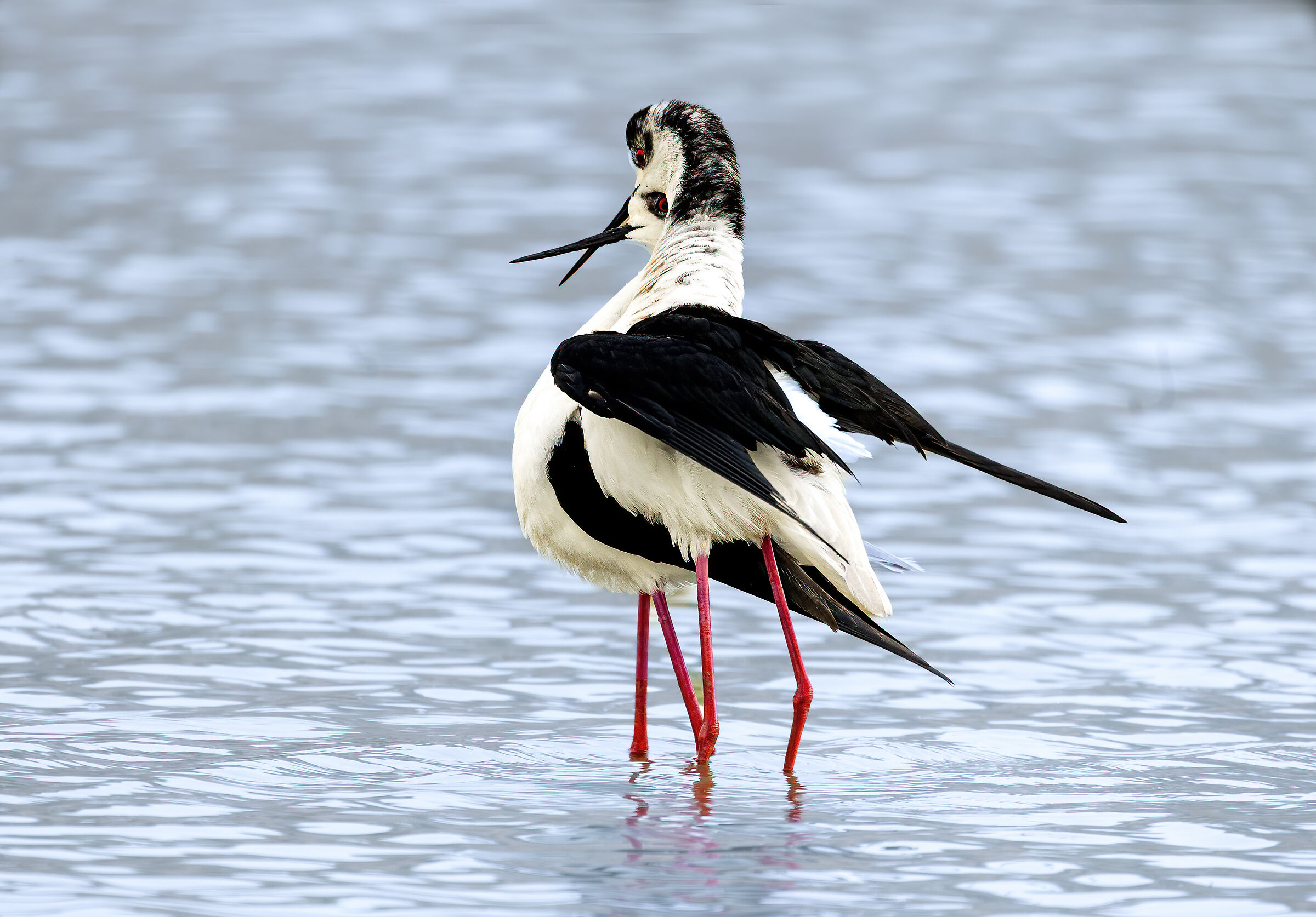 coccole, cavalieri d'Italia