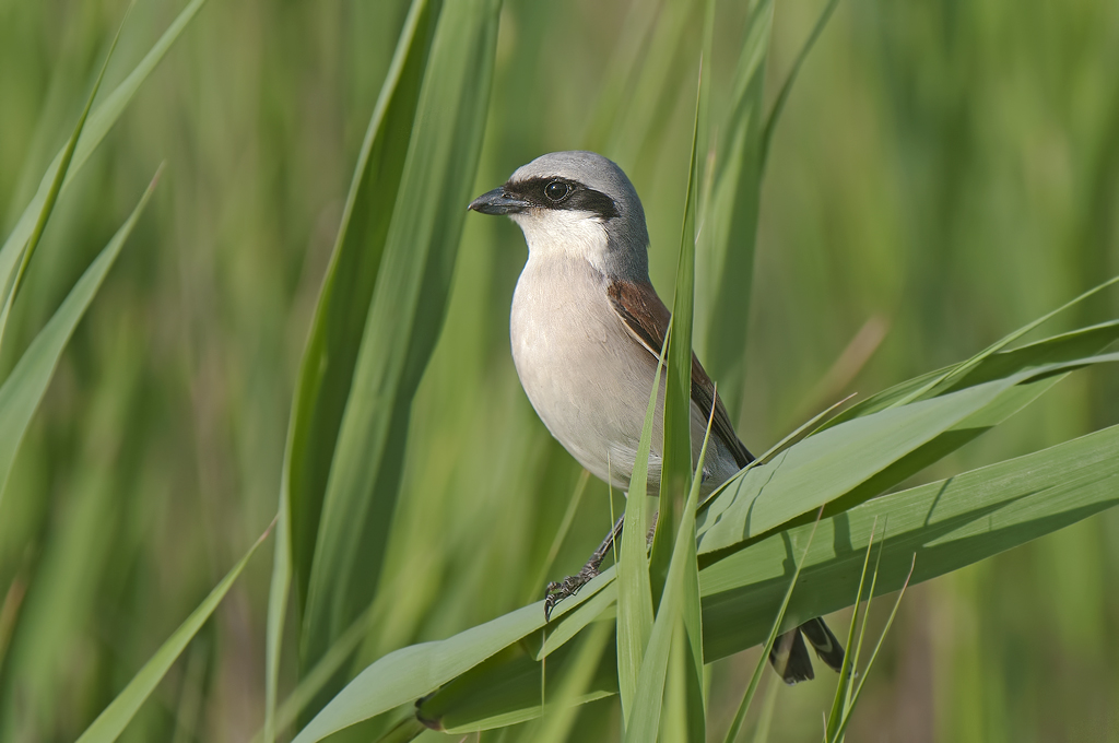 shrike