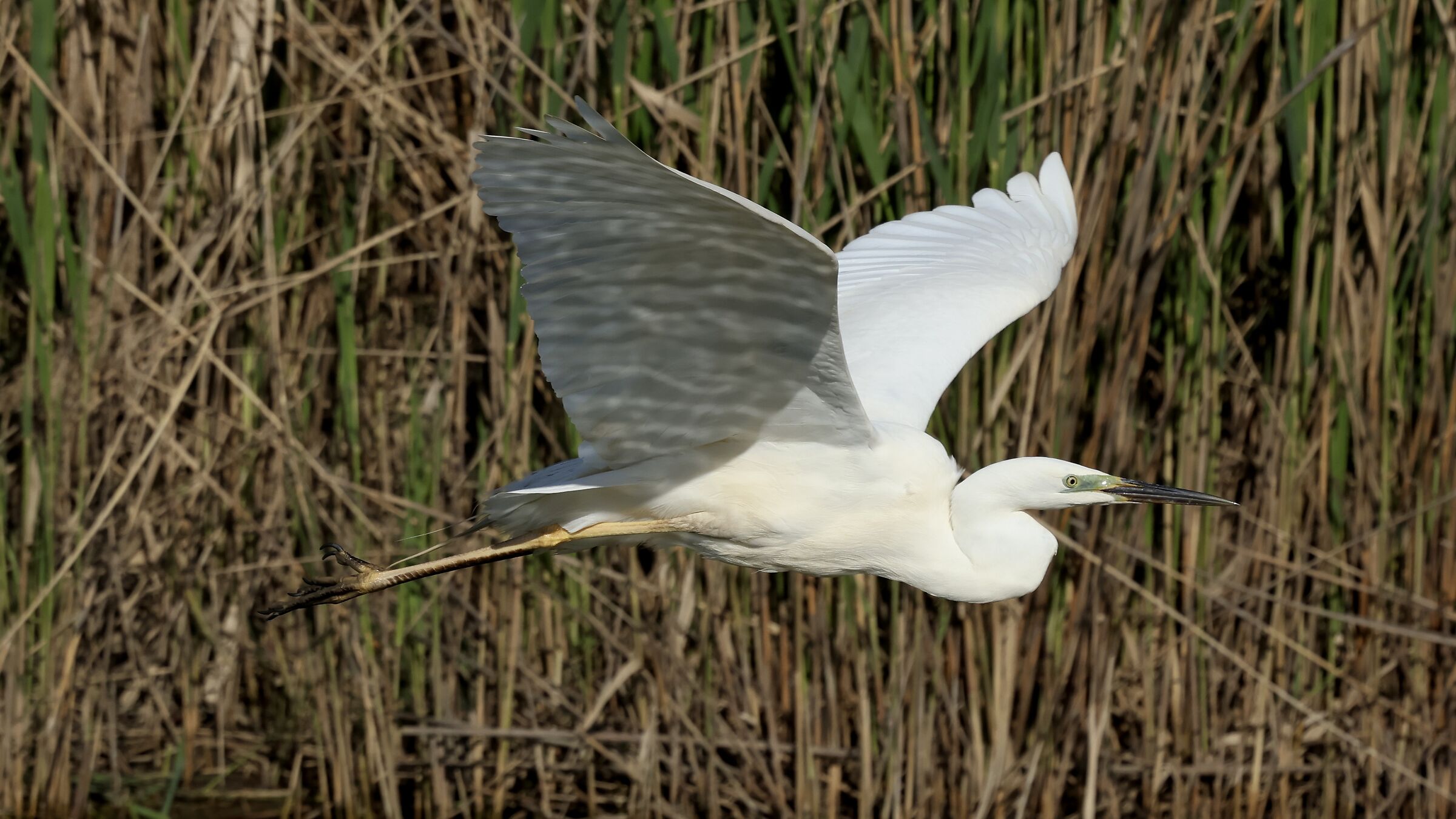 Heron and reflections