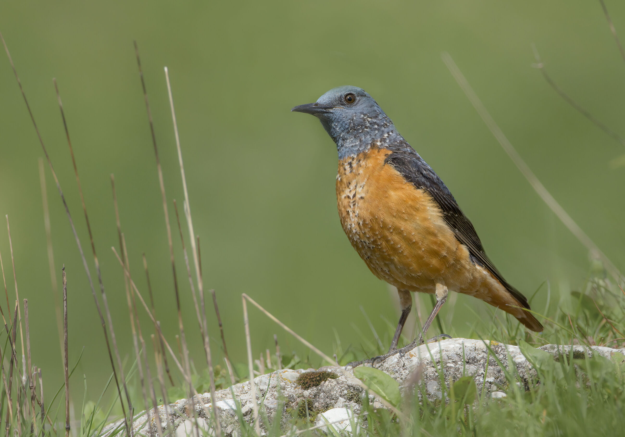 una livrea unica, codirossone