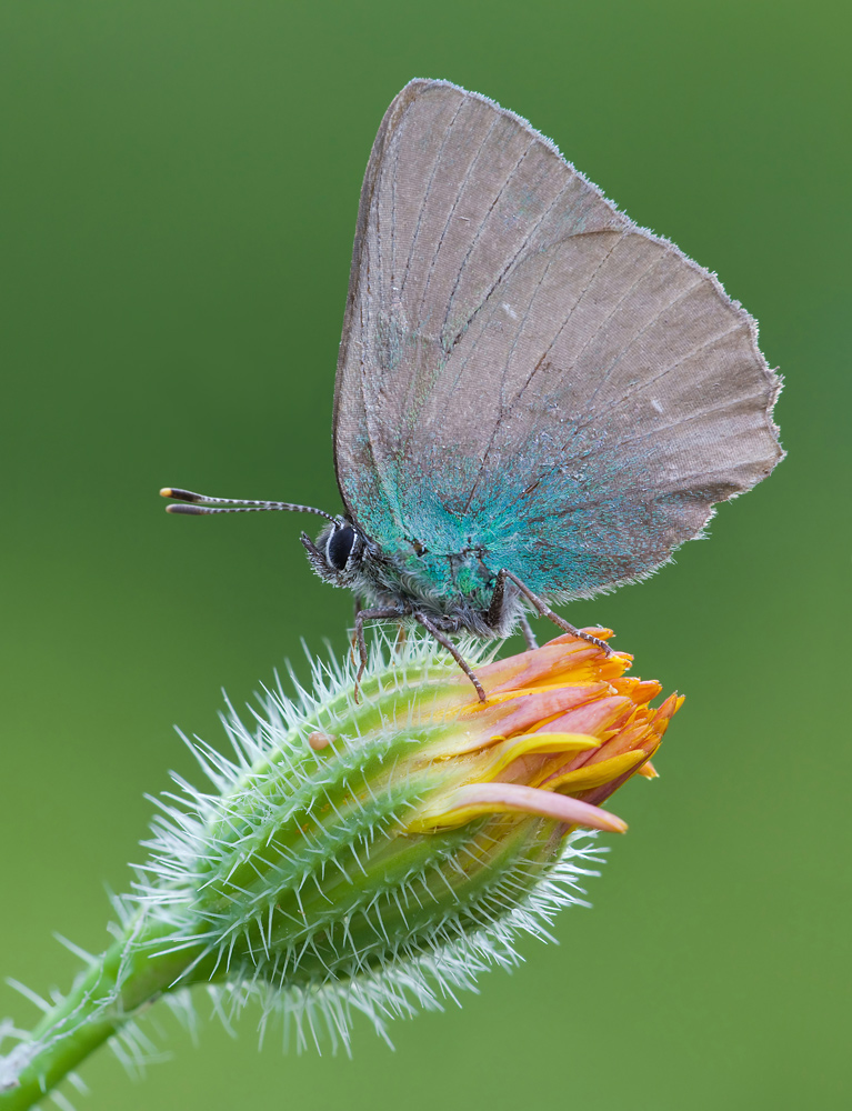 Callophrys rubi