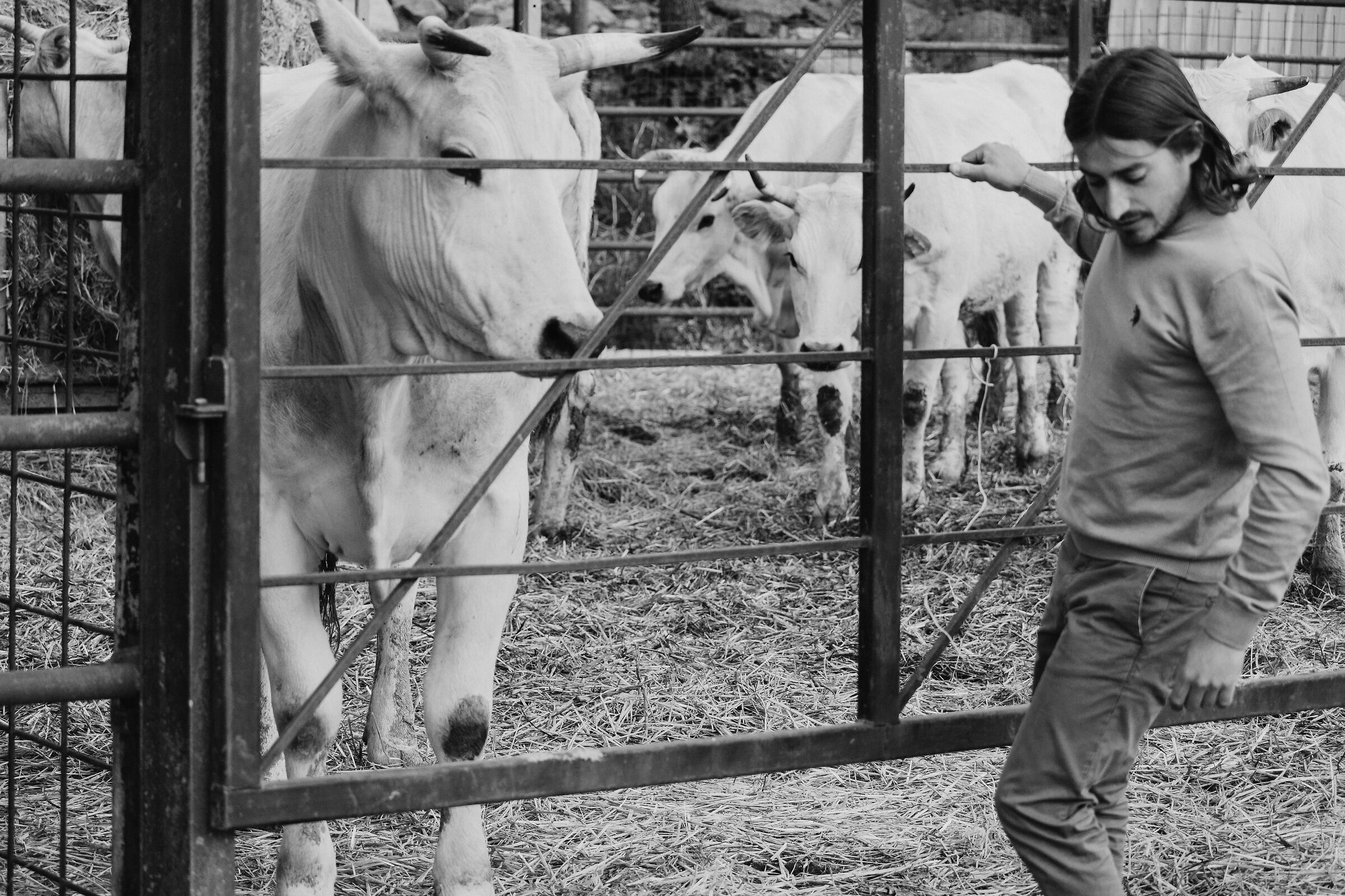 Chianina