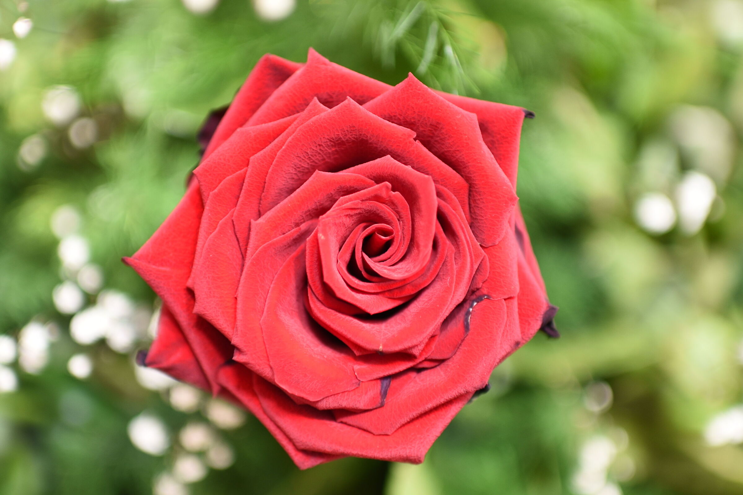 " @ F. 1.4 " Tamron 35, 1.4 - Nikon dD 750