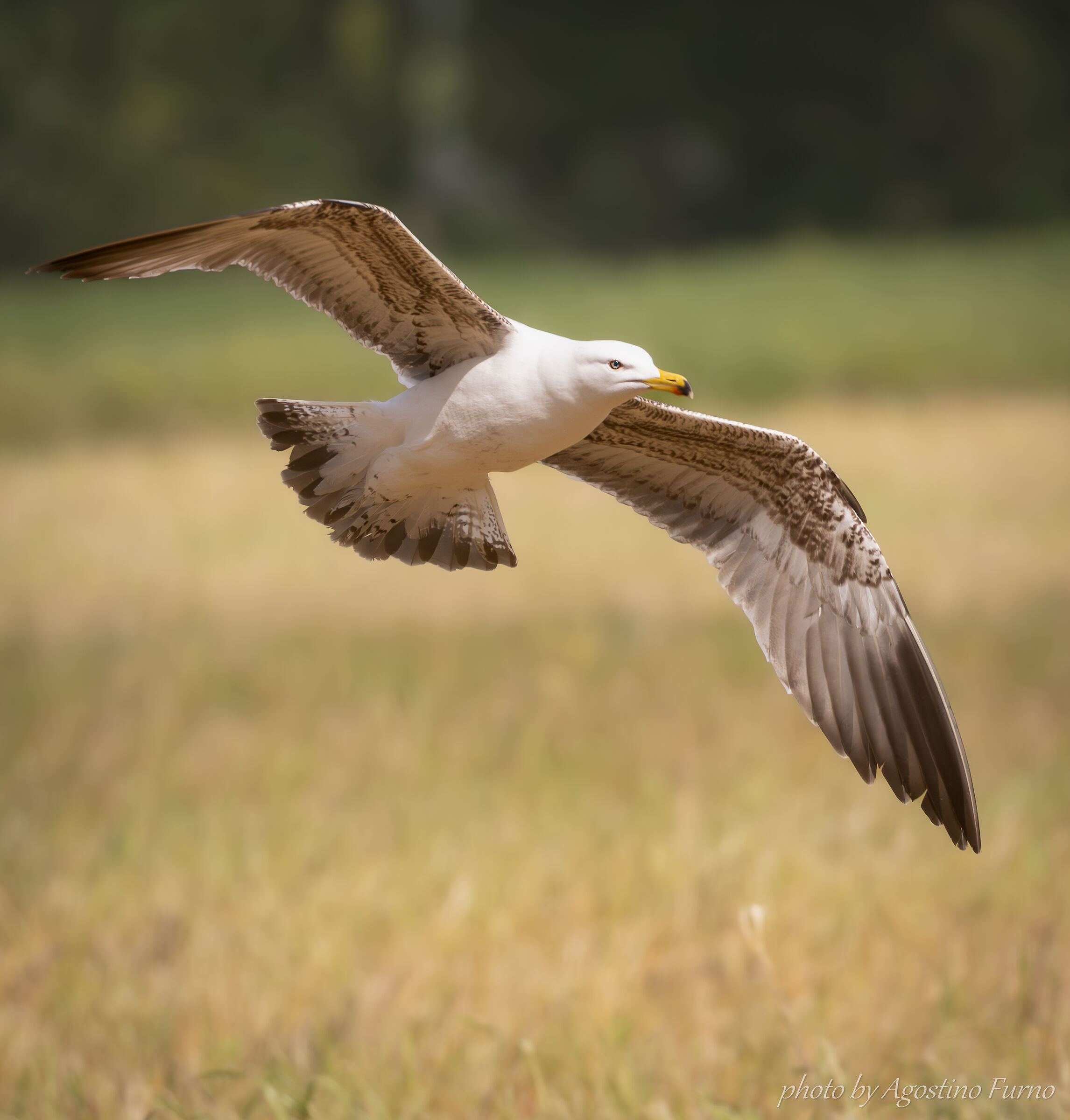 Herring gull... Countryside :|