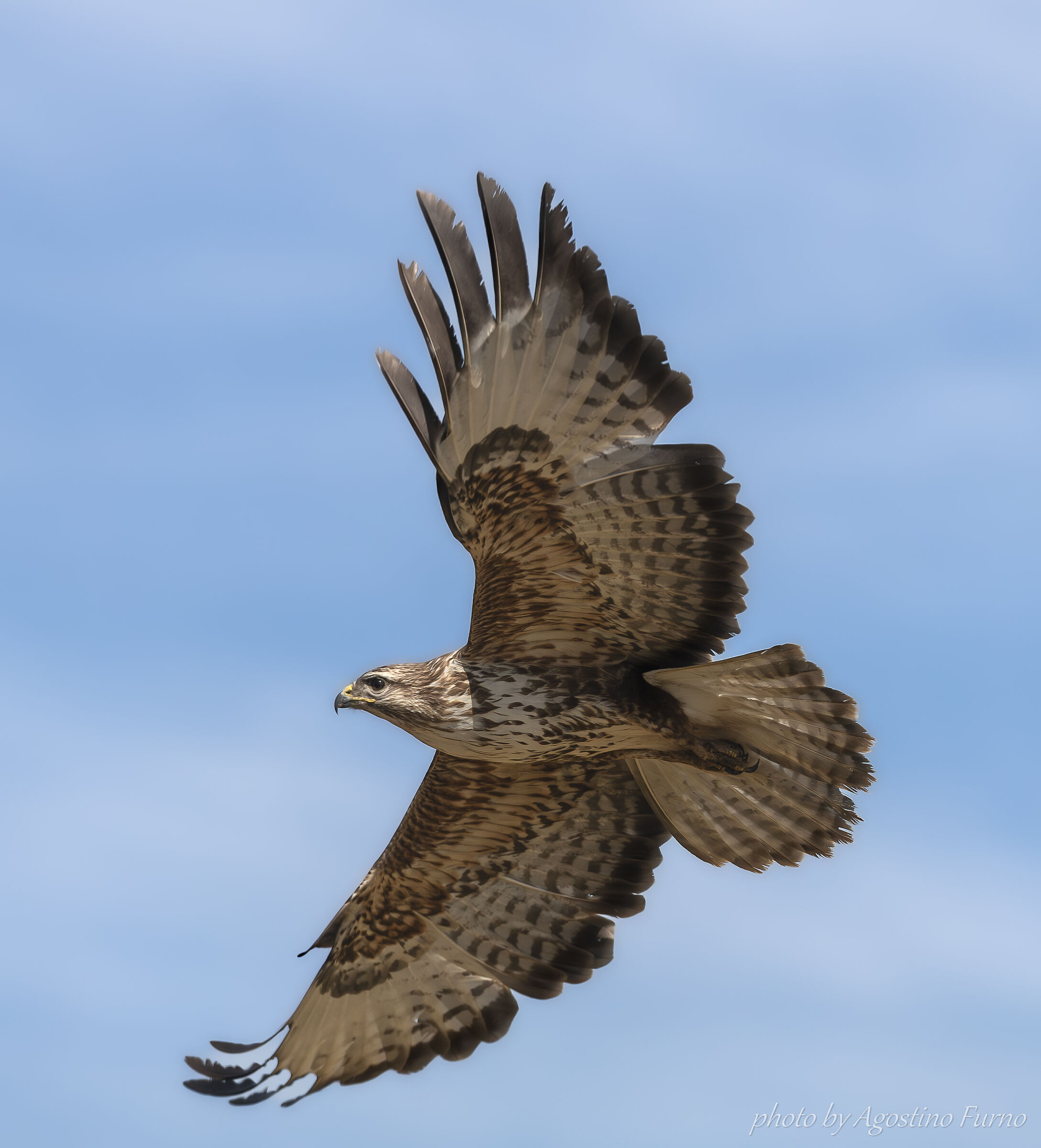 Buzzard... immense :)