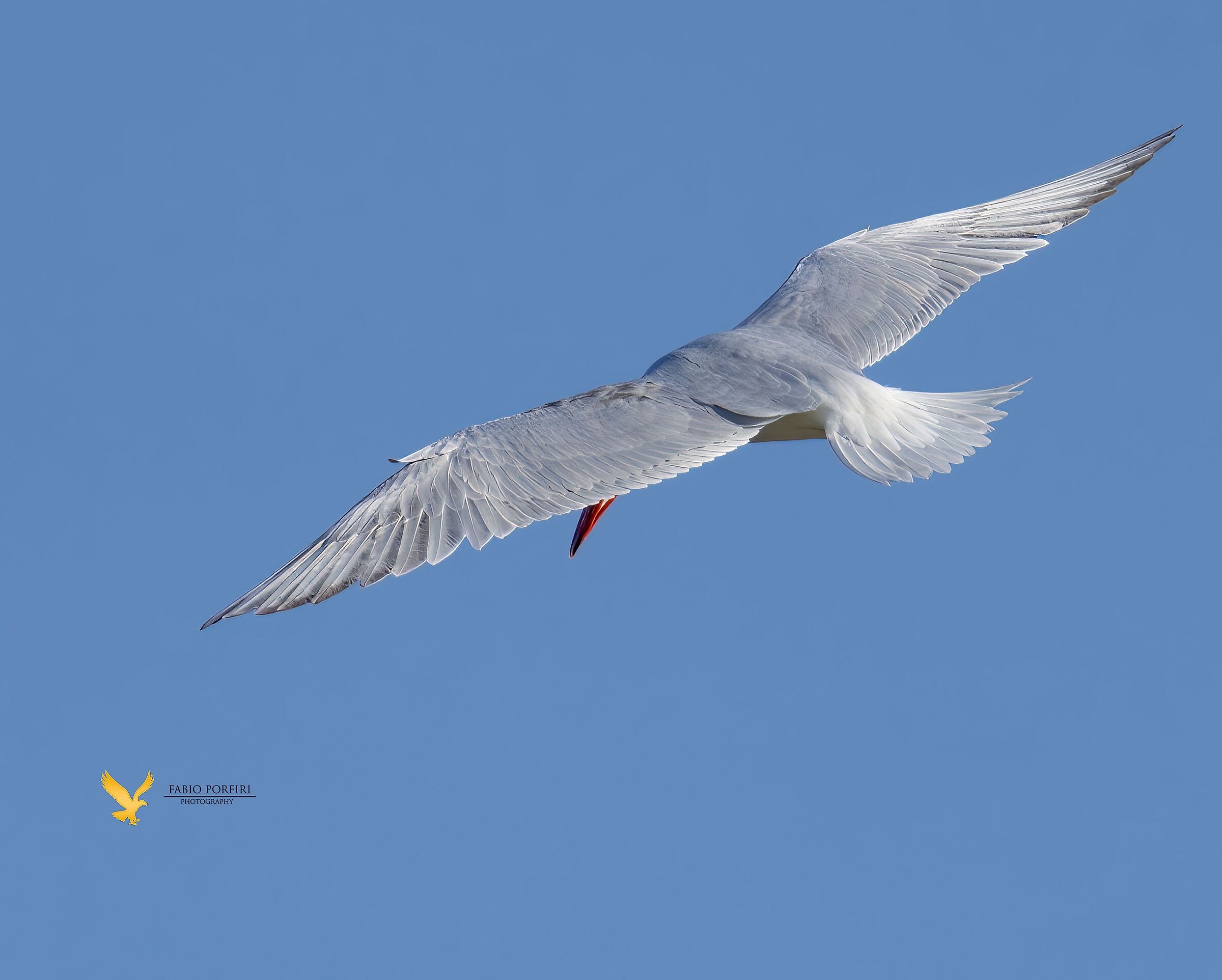 Sterna maggiore a caccia