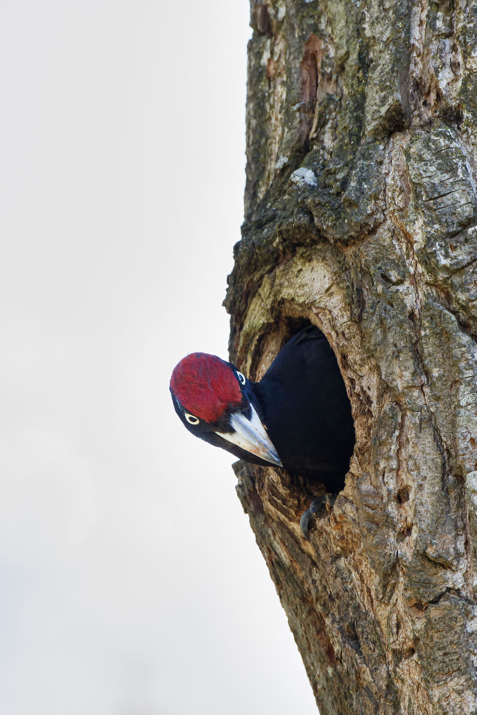 Male Black Woodpecker