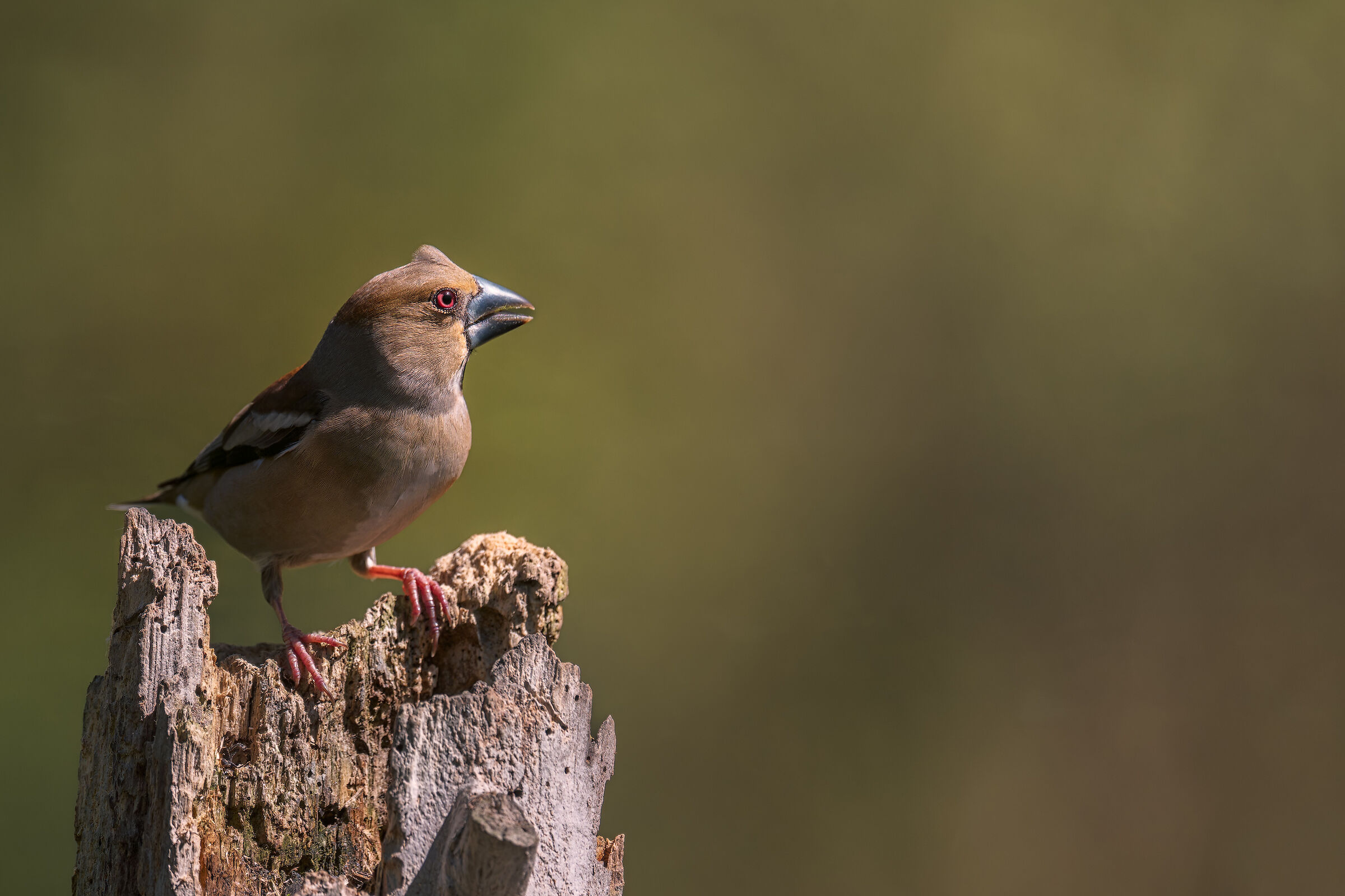 frosone_ciuffo_AZ82997