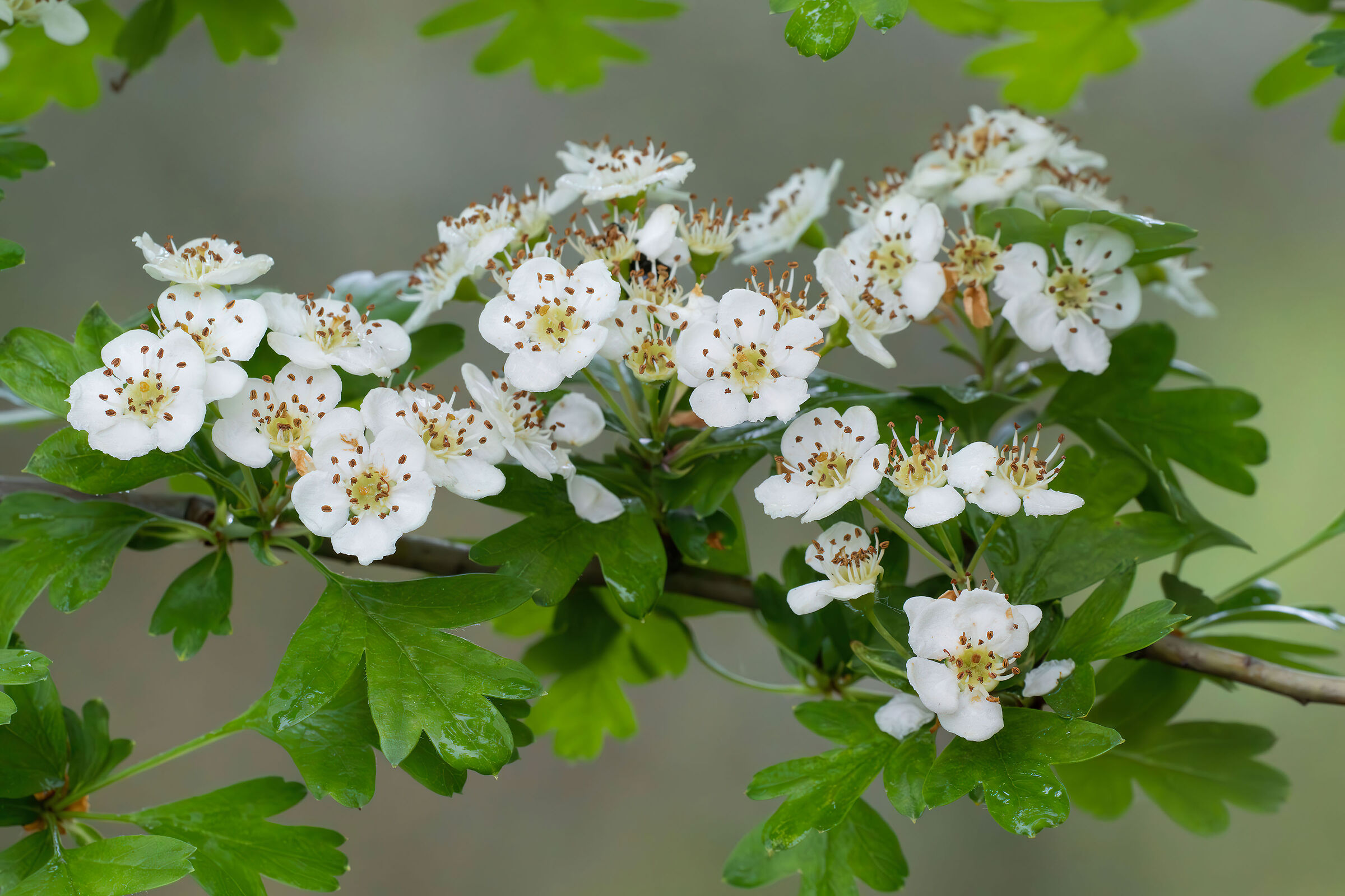 Hawthorn