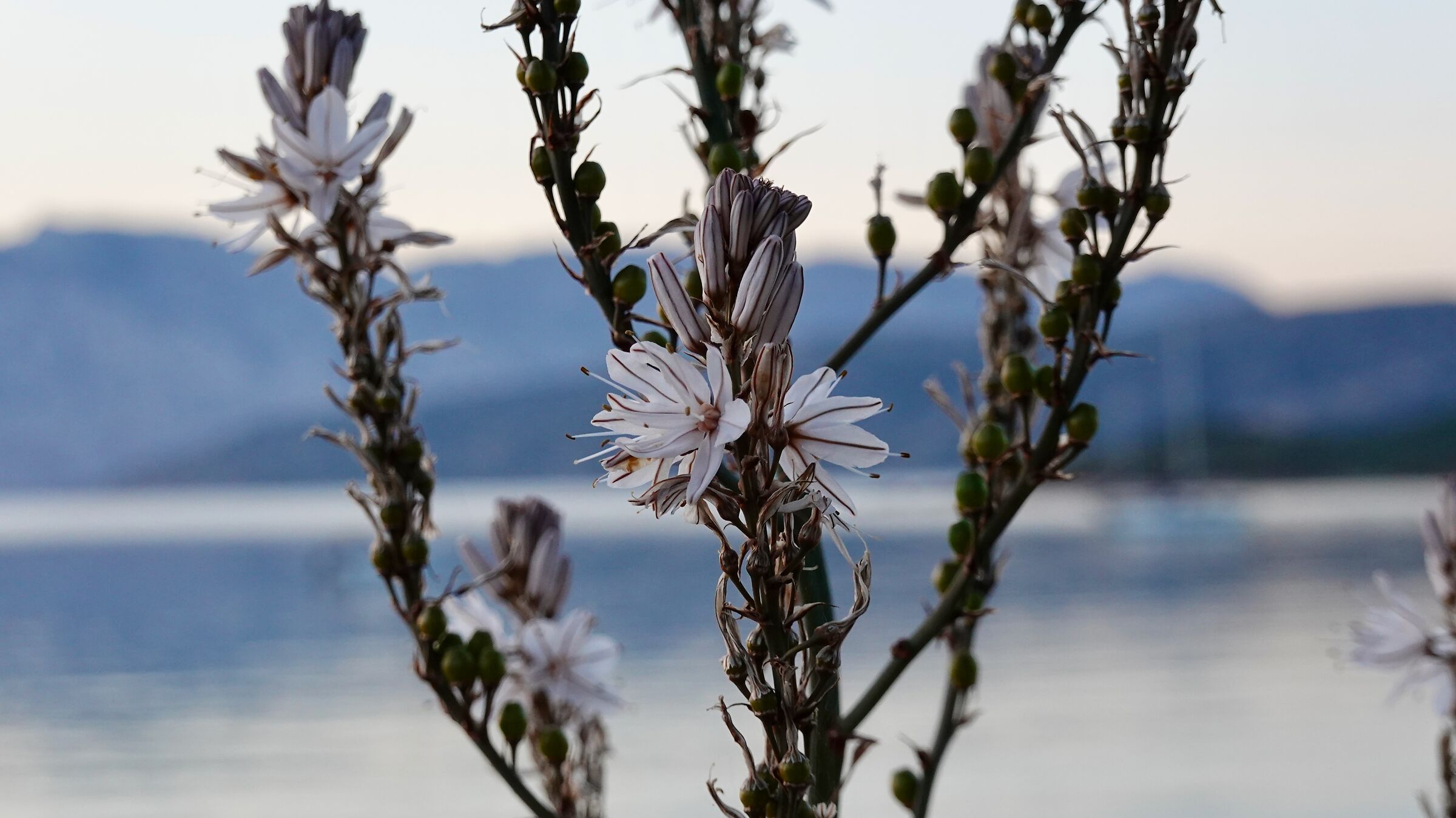 Asphodels at Cape Coda Cavallo