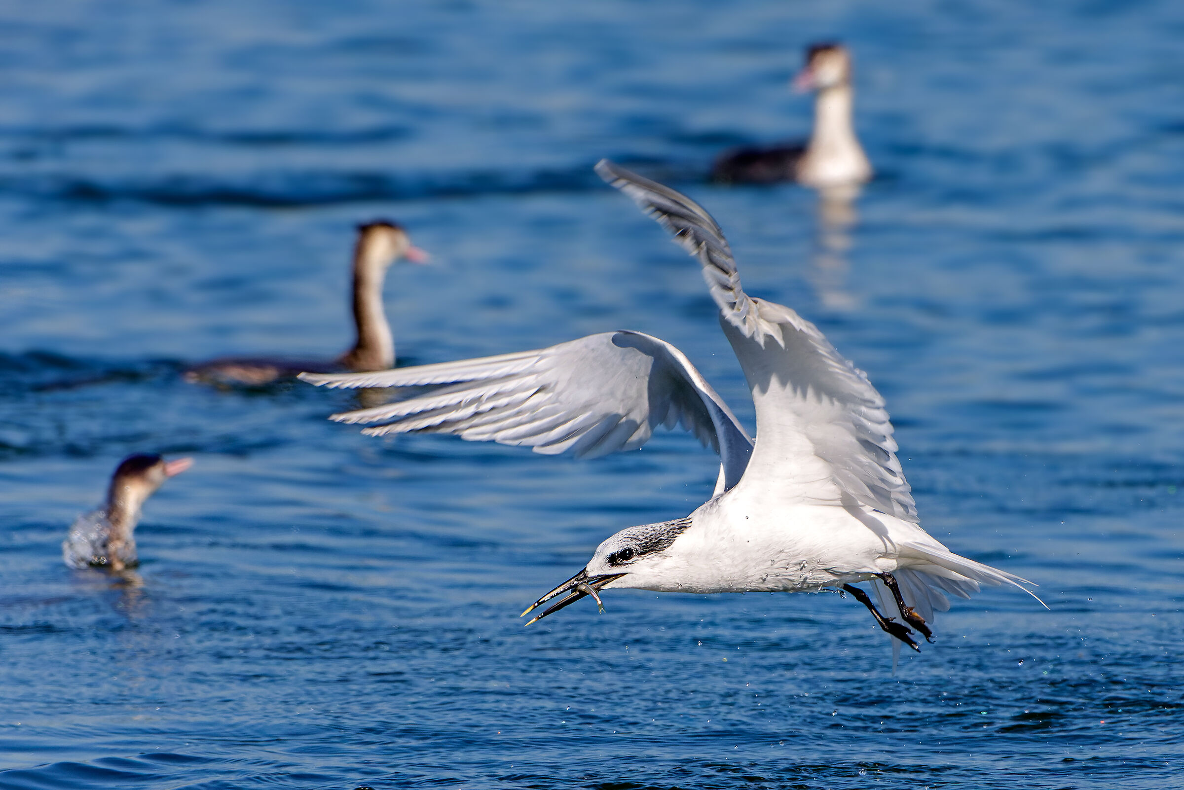 Pescando in mezzo agli svassi