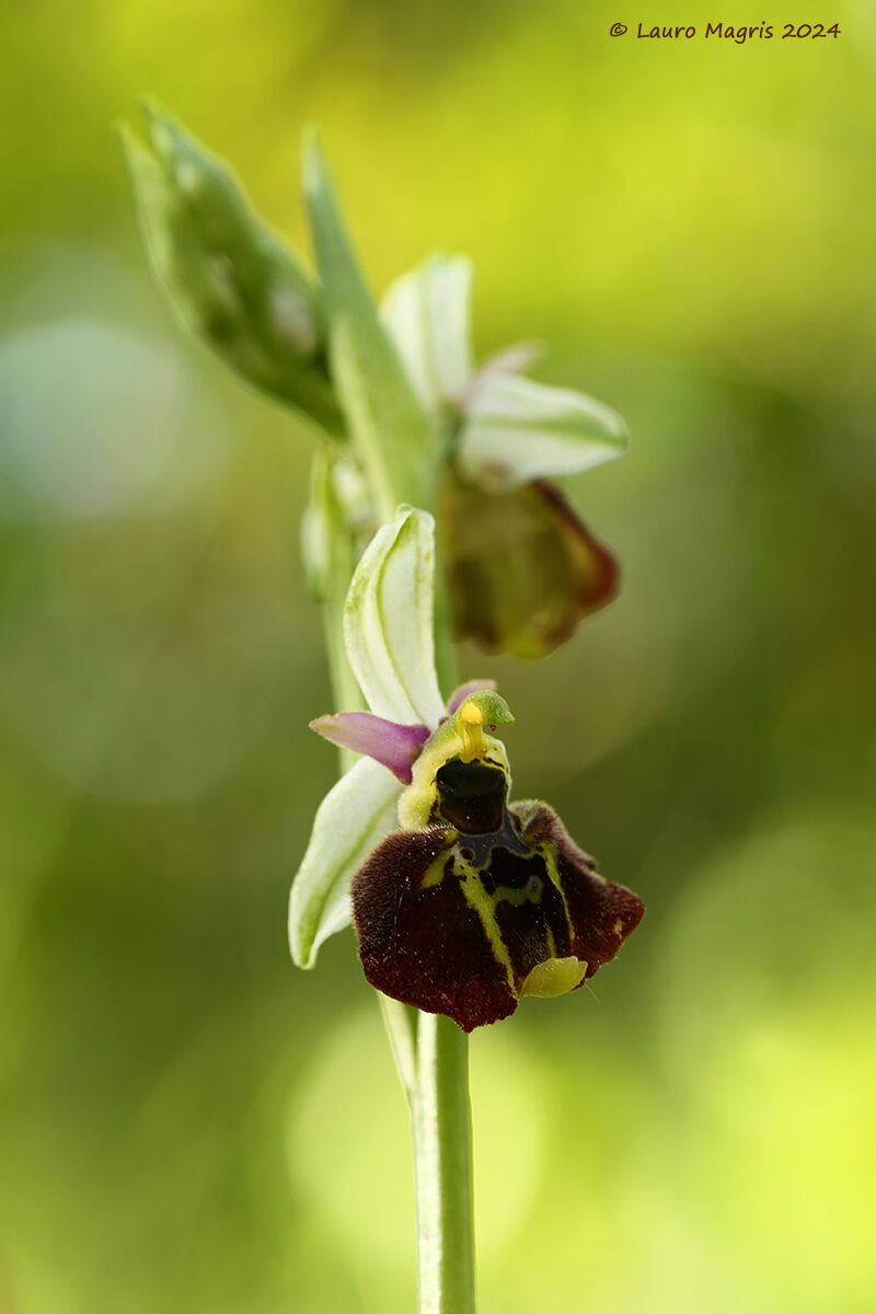 Ophrys holosericea