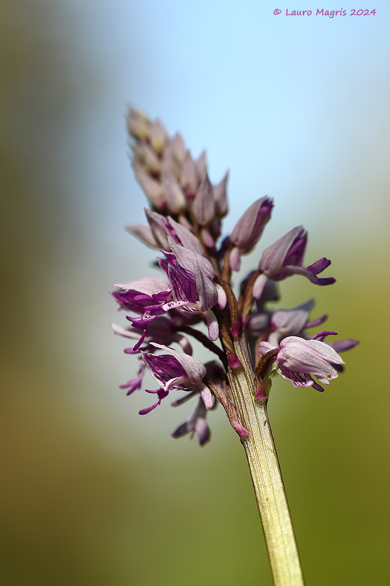 Orchidea militare (Orchis Militaris)