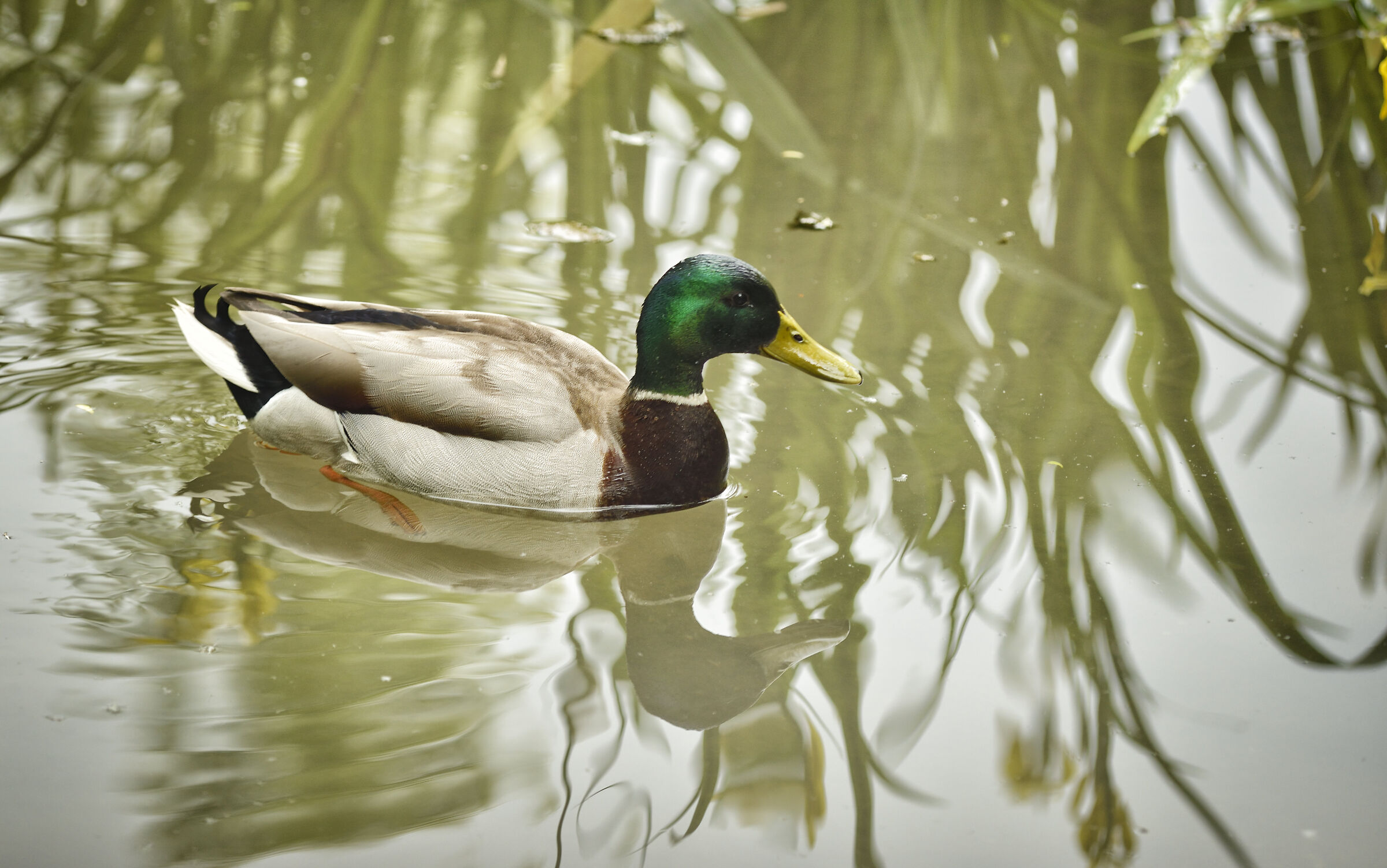 Mallard