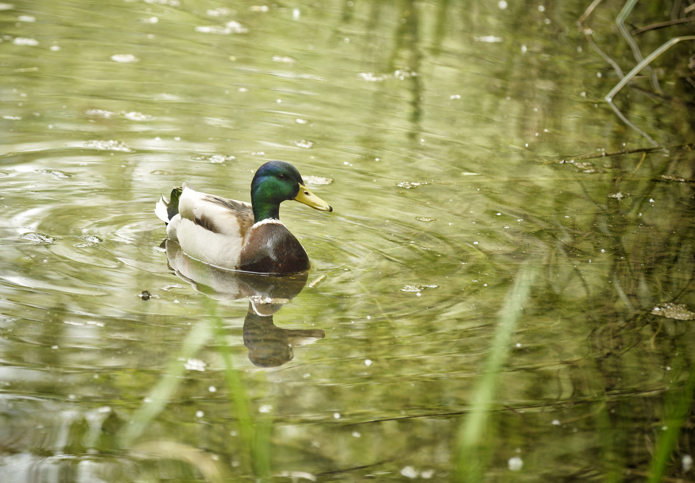 Mallard