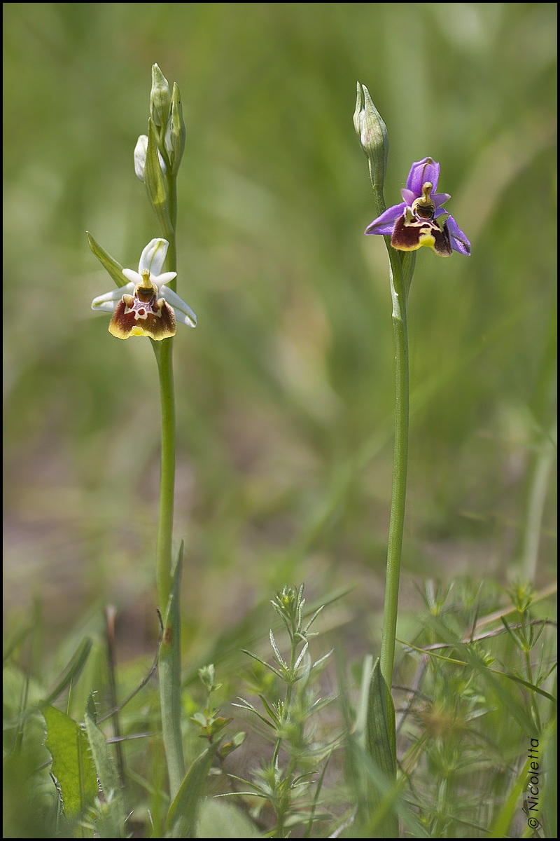 Compagne di .... campo.