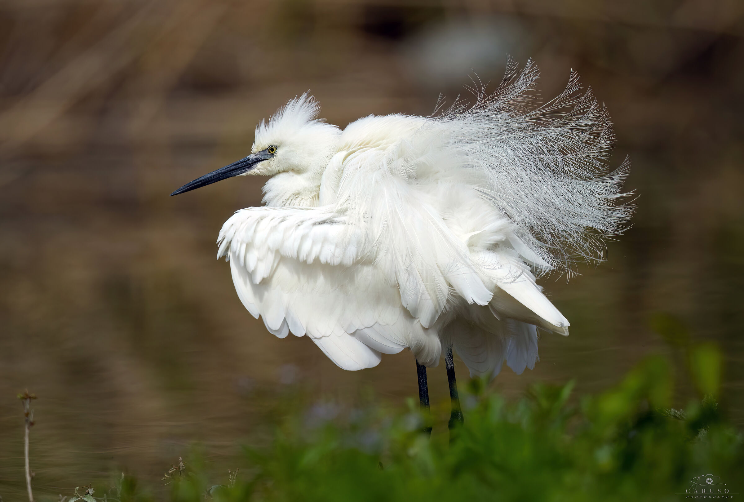 Egret