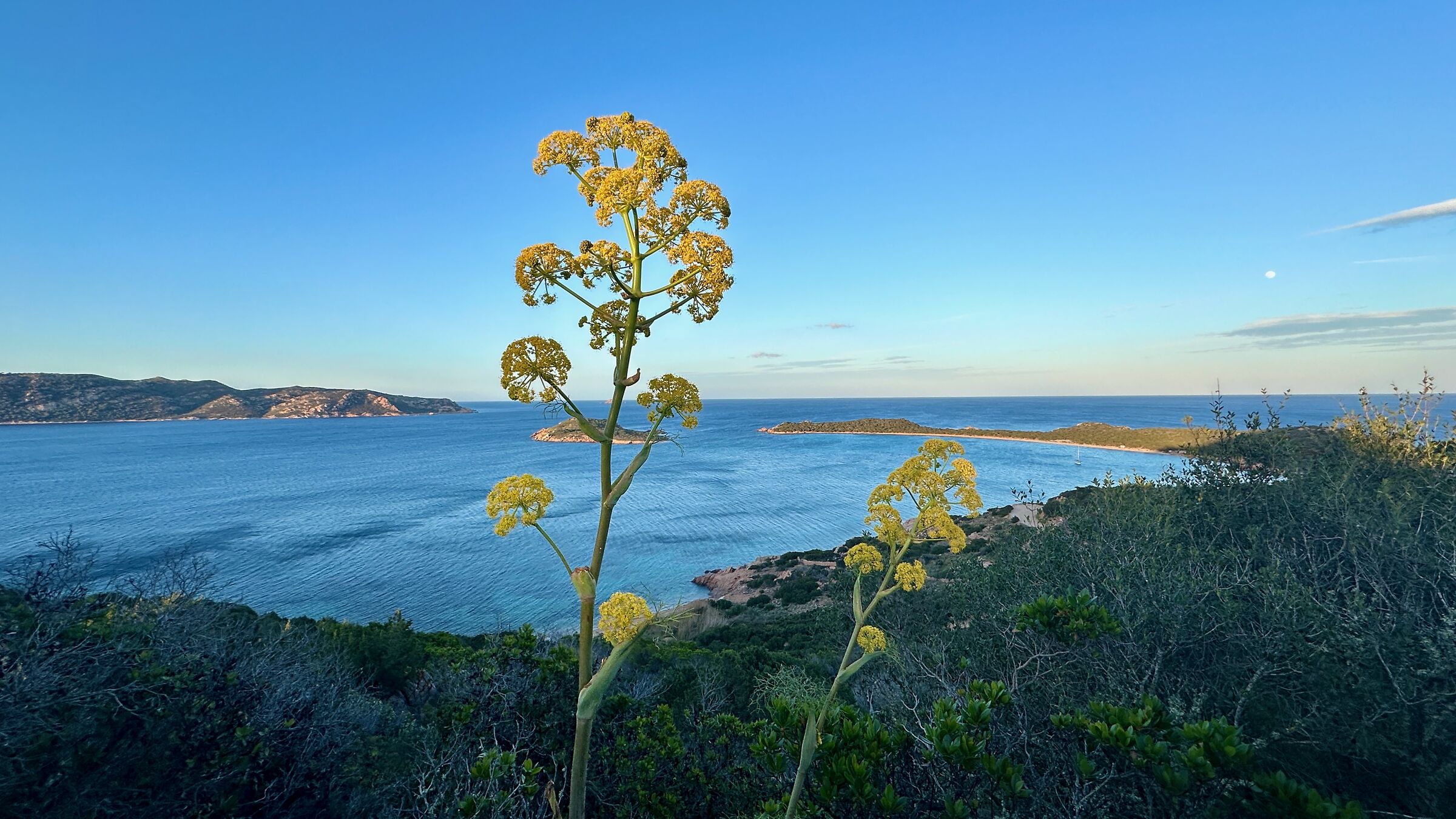 Ferule and moon at Cape Coda Cavallo