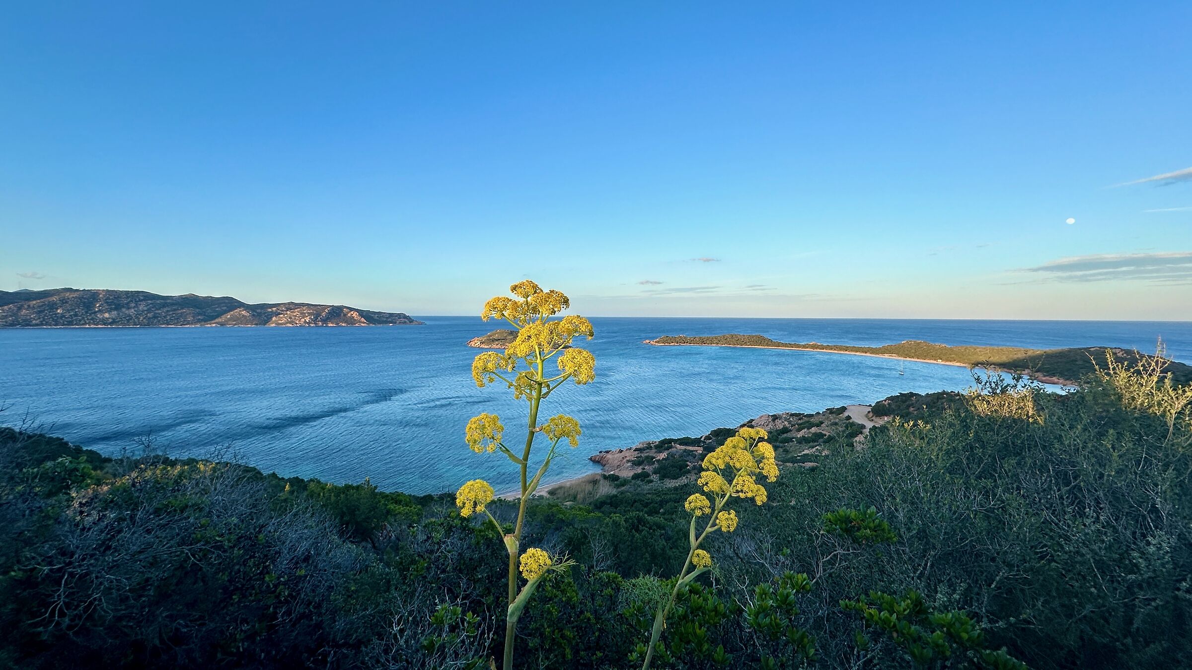 Ferule and moon at Cape Coda Cavallo 2