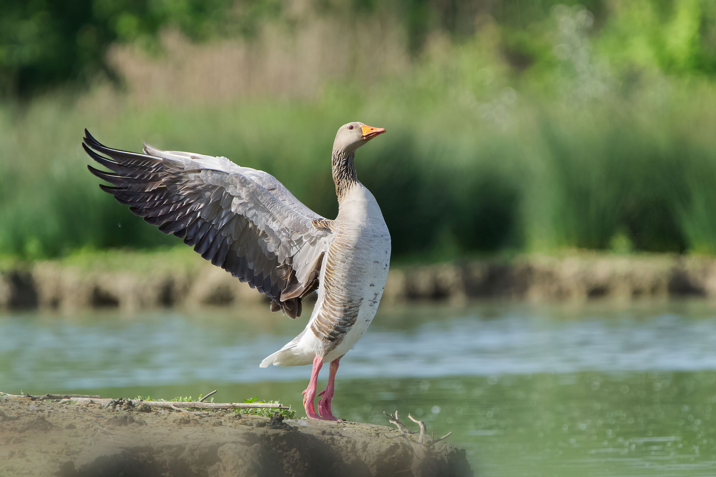 Petto in fuori, pancia in dentro e... in punta di piedi