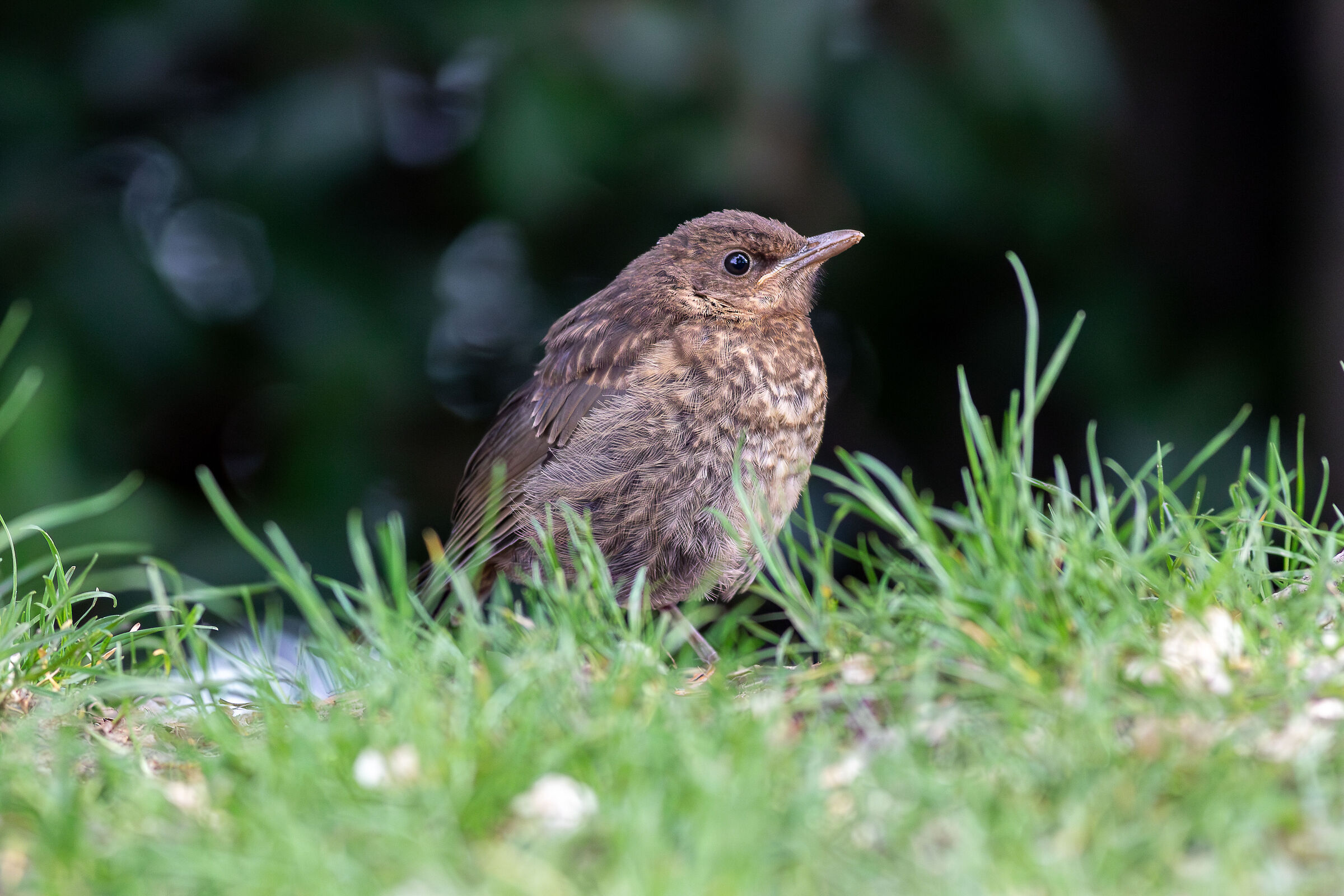 Immature female blackbird