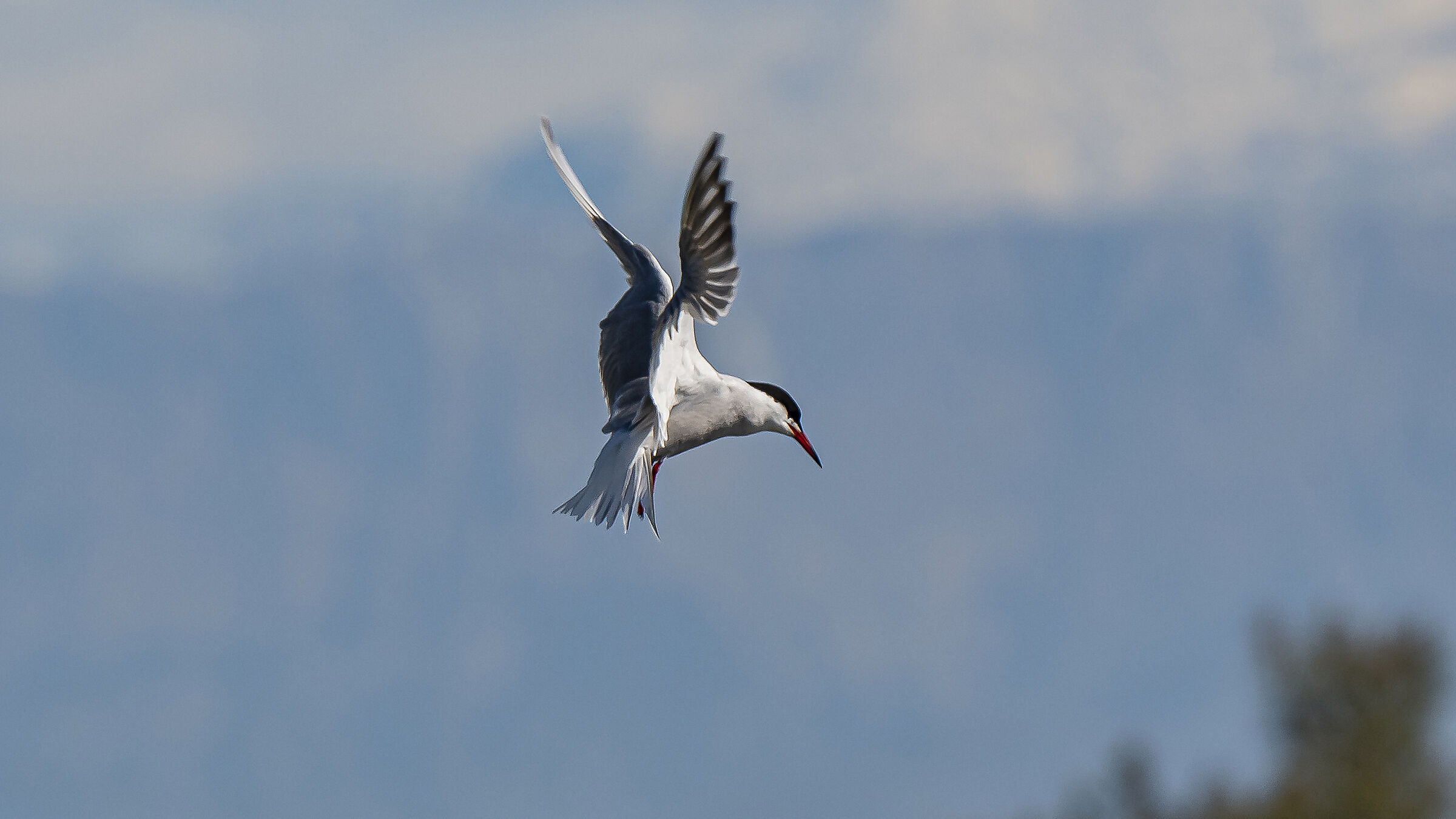 Sterna in spirito santo