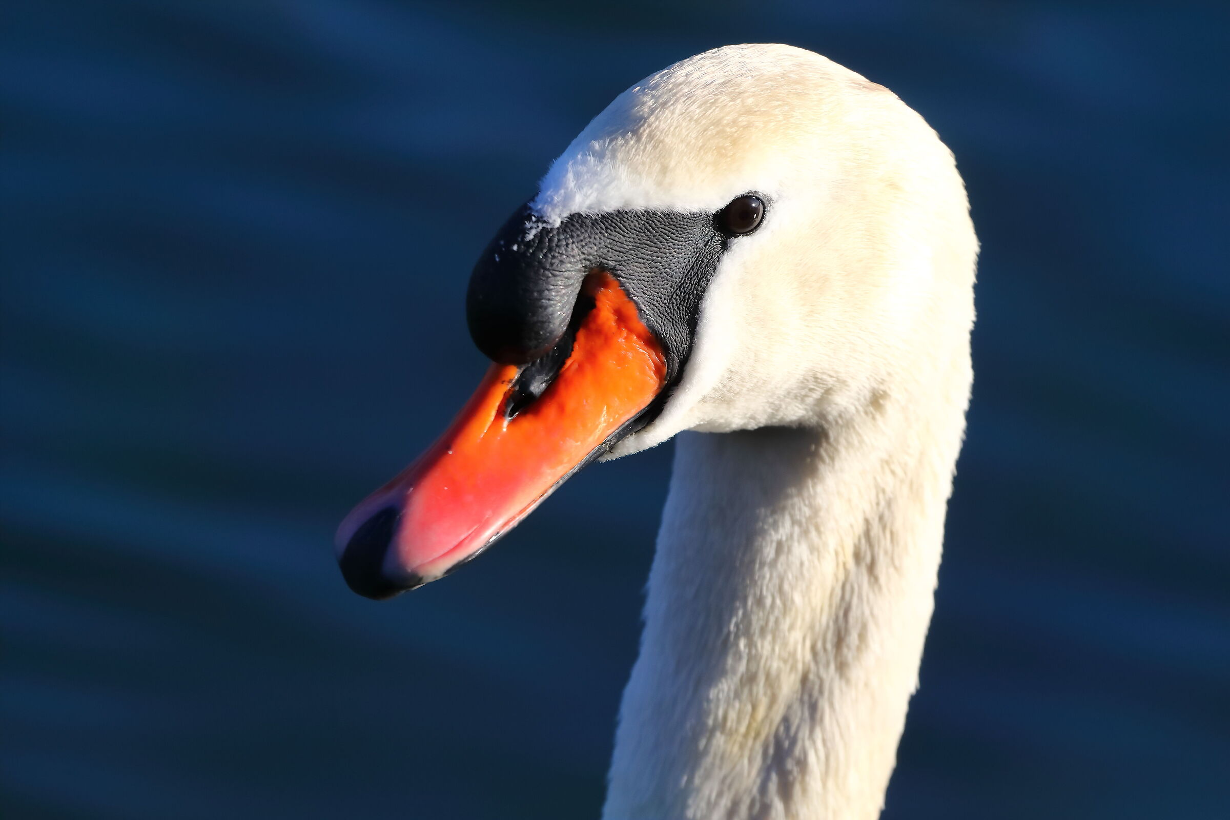 Mute Swan 13 February 2024 - 0182