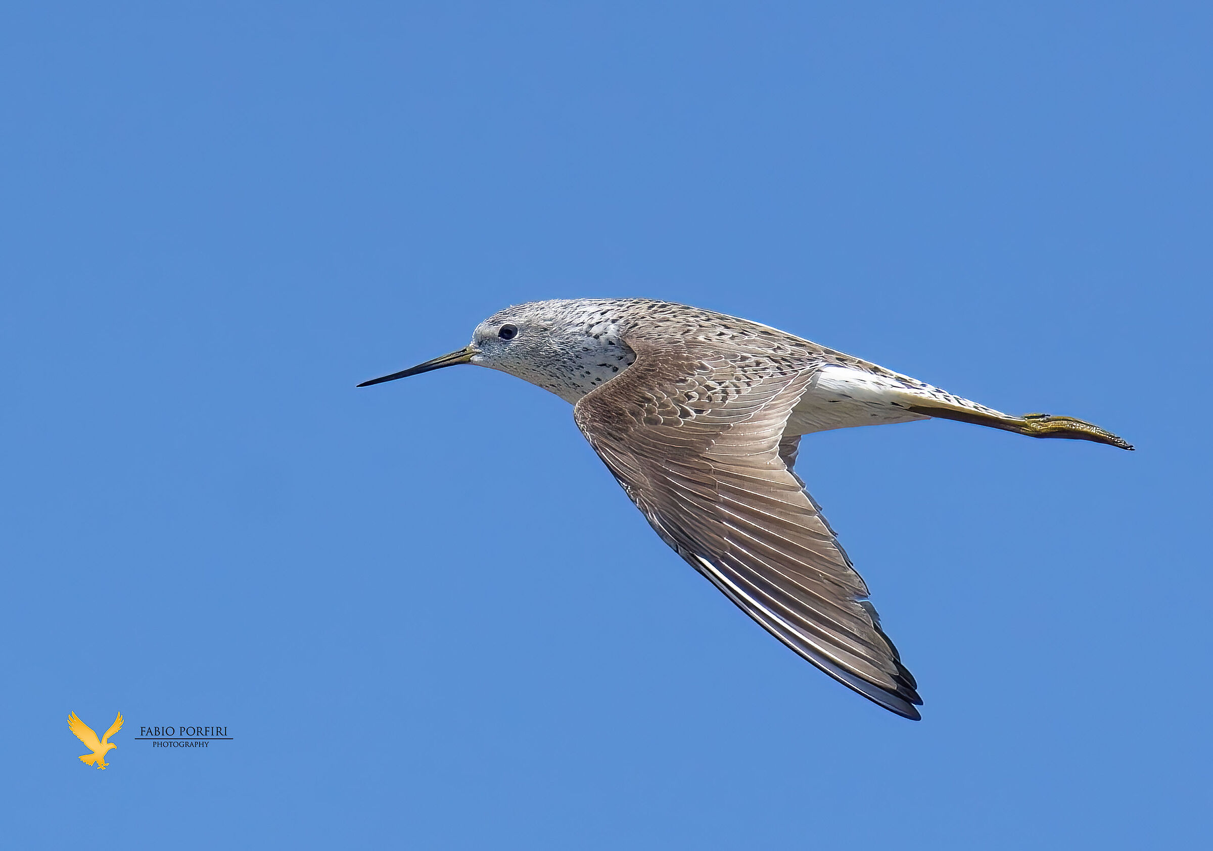 Il volo dell' albastrello