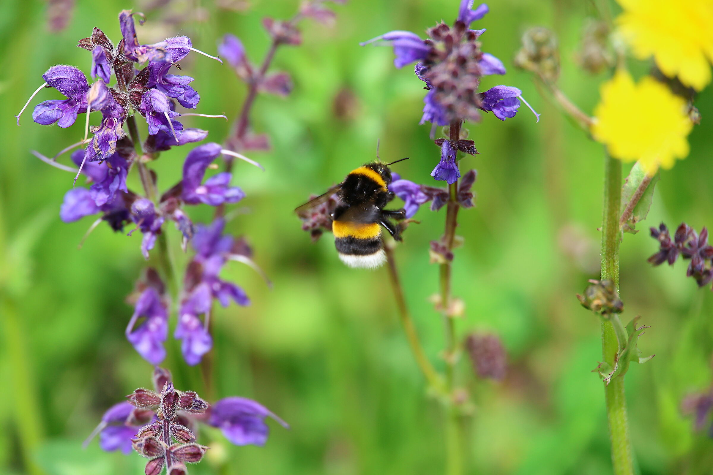 The greedy bumblebee