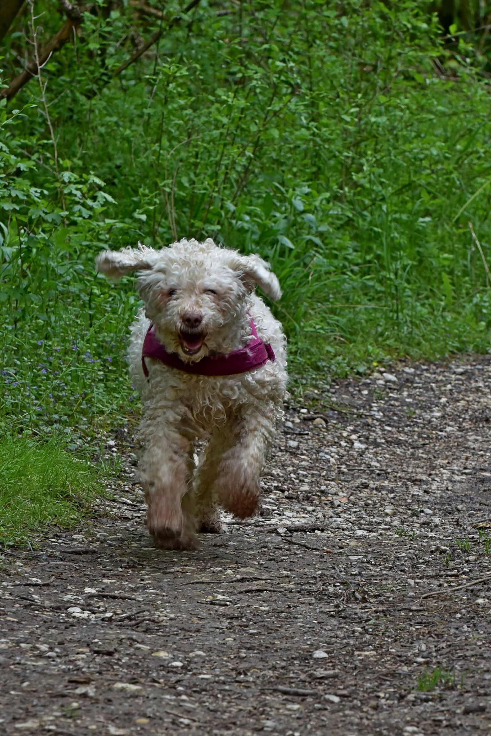 Giotto. A jog