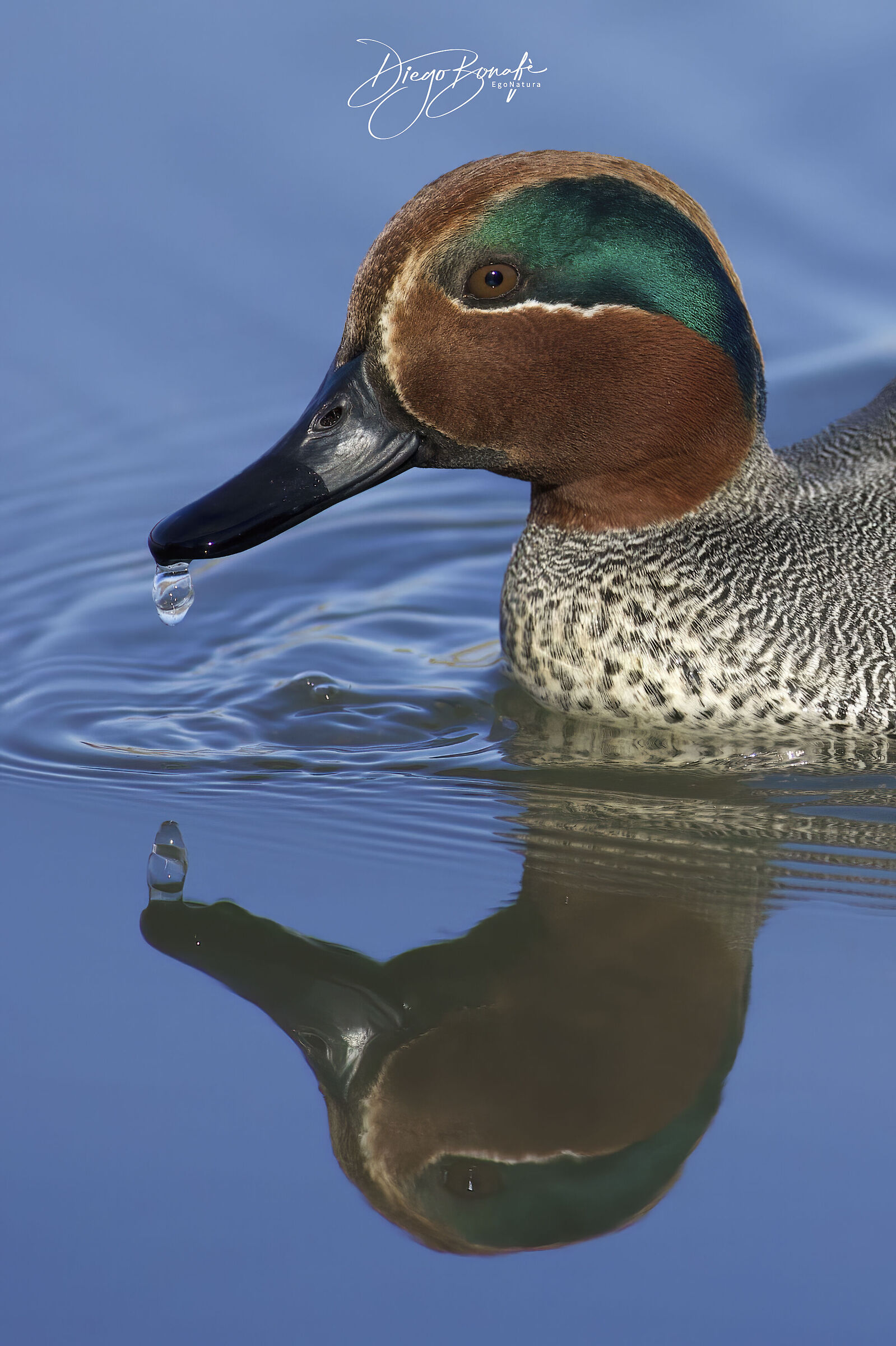 Alzavola maschio in abito riproduttivo