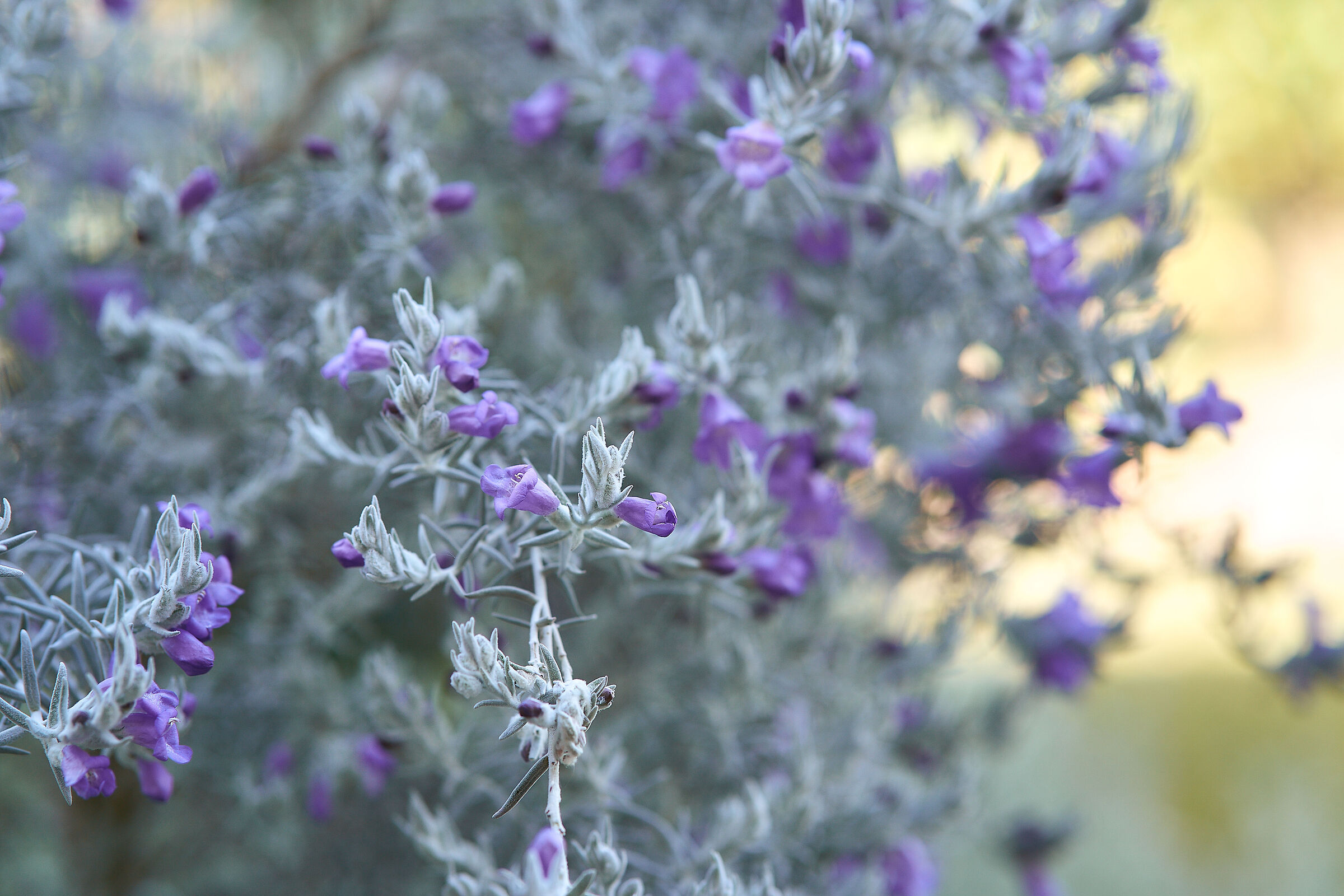 Emerophila Nivea