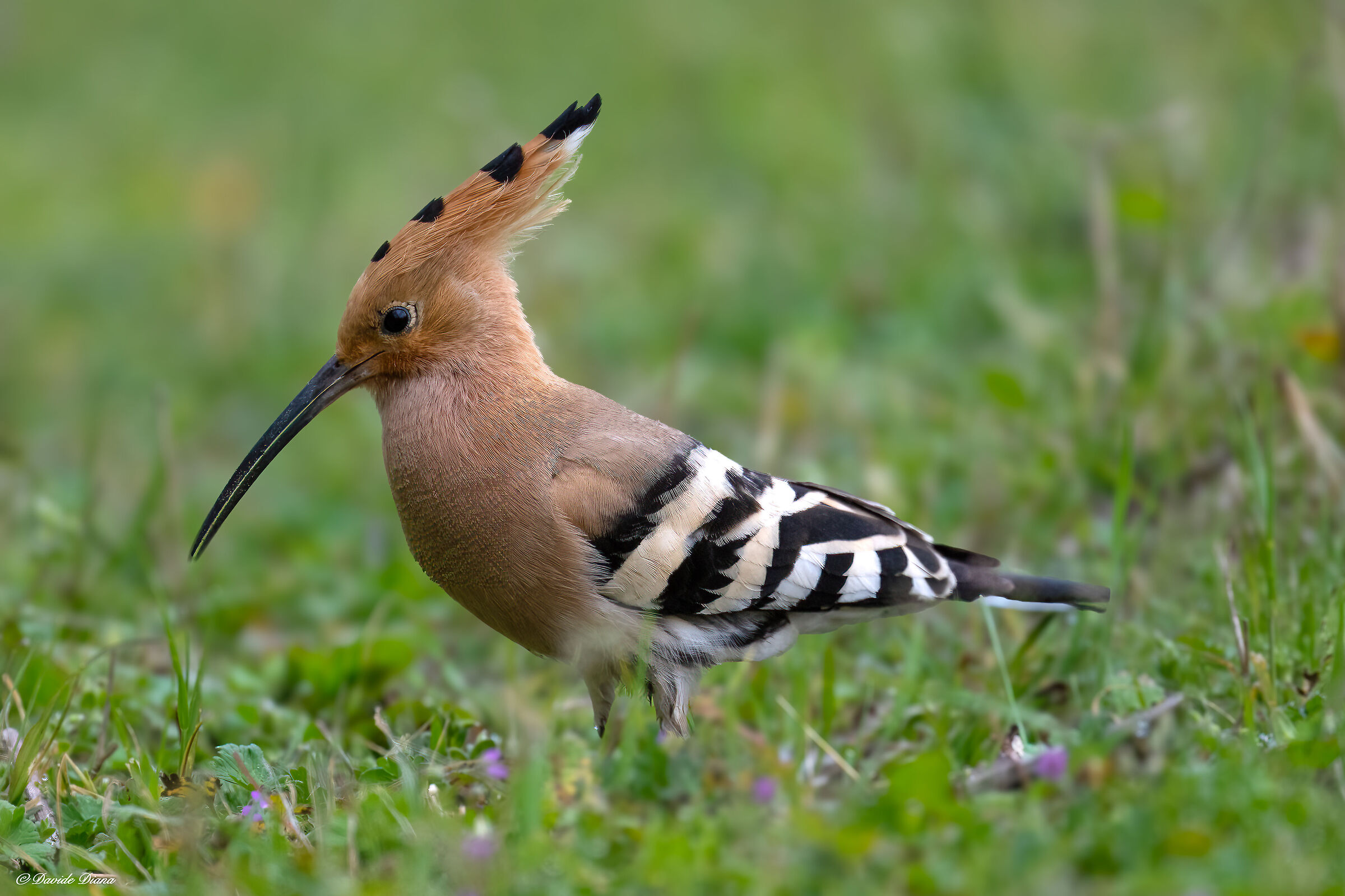 Hoopoe